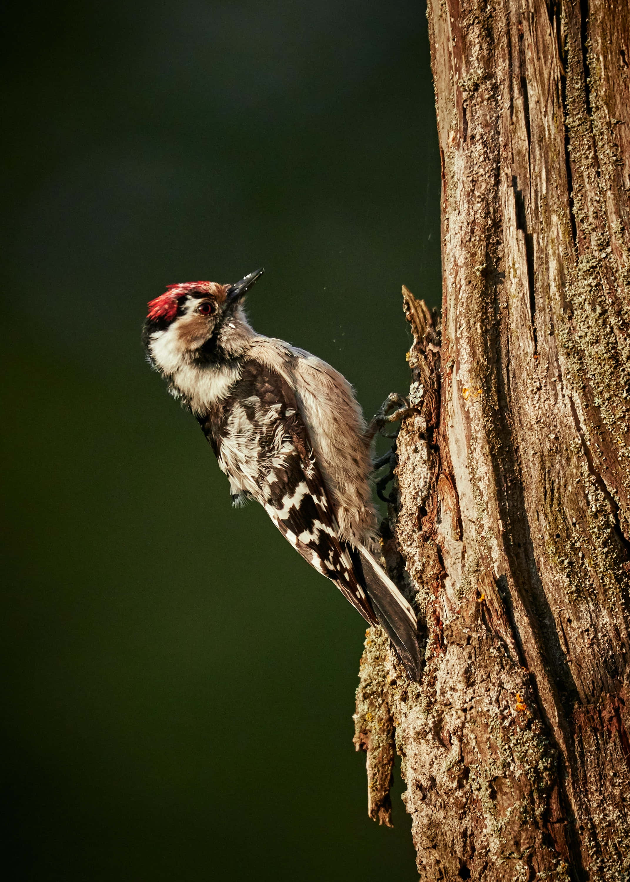 woodpecker, red crown, textured tree trunk, 2K Phone Wallpaper