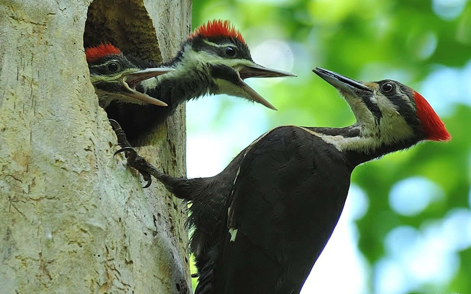woodpecker, tree cavity, vibrant green foliage, Full HD Desktop Wallpaper
