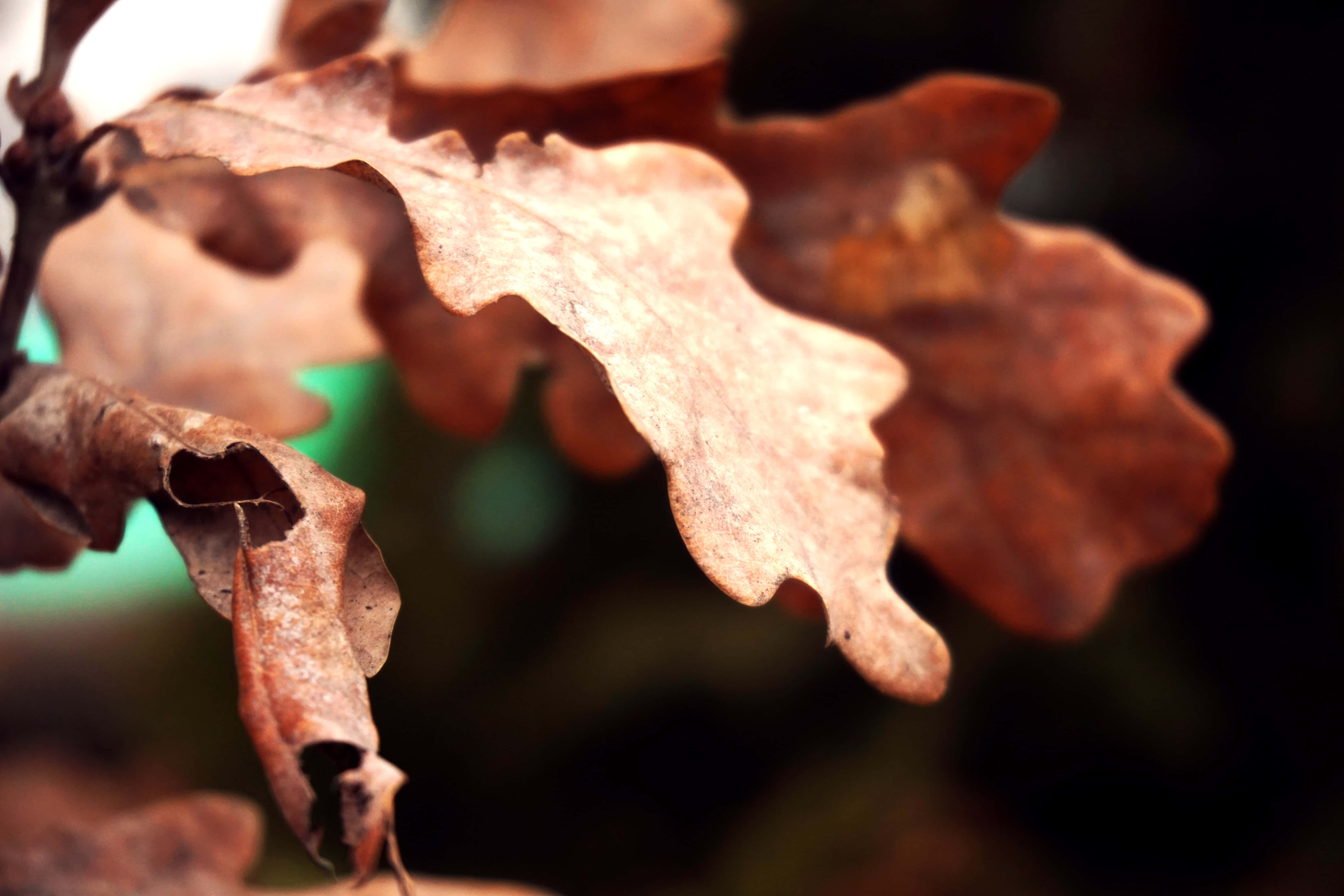 brown autumn, oak leaves, crisp edges, 5K Desktop Wallpaper