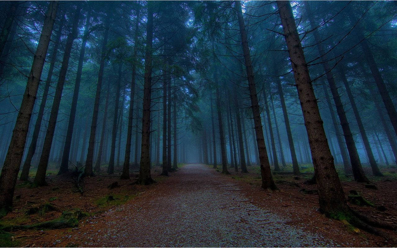 twilight aesthetic, misty forest path, towering pine trees, HD Desktop Wallpaper