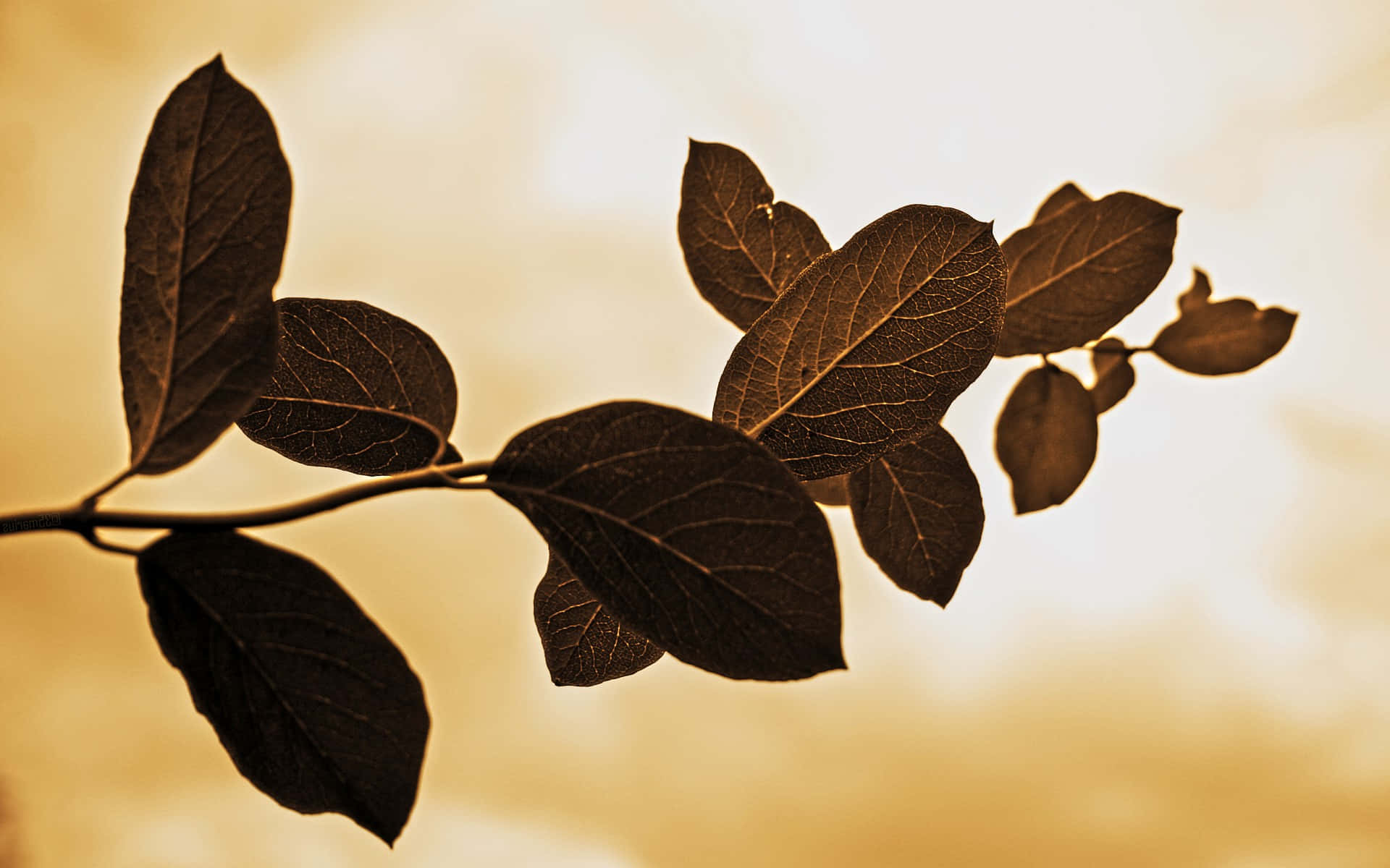 brown autumn, 1920 x 1200 wallpaper, silhouetted leaves on a branch, Full HD Desktop Wallpaper