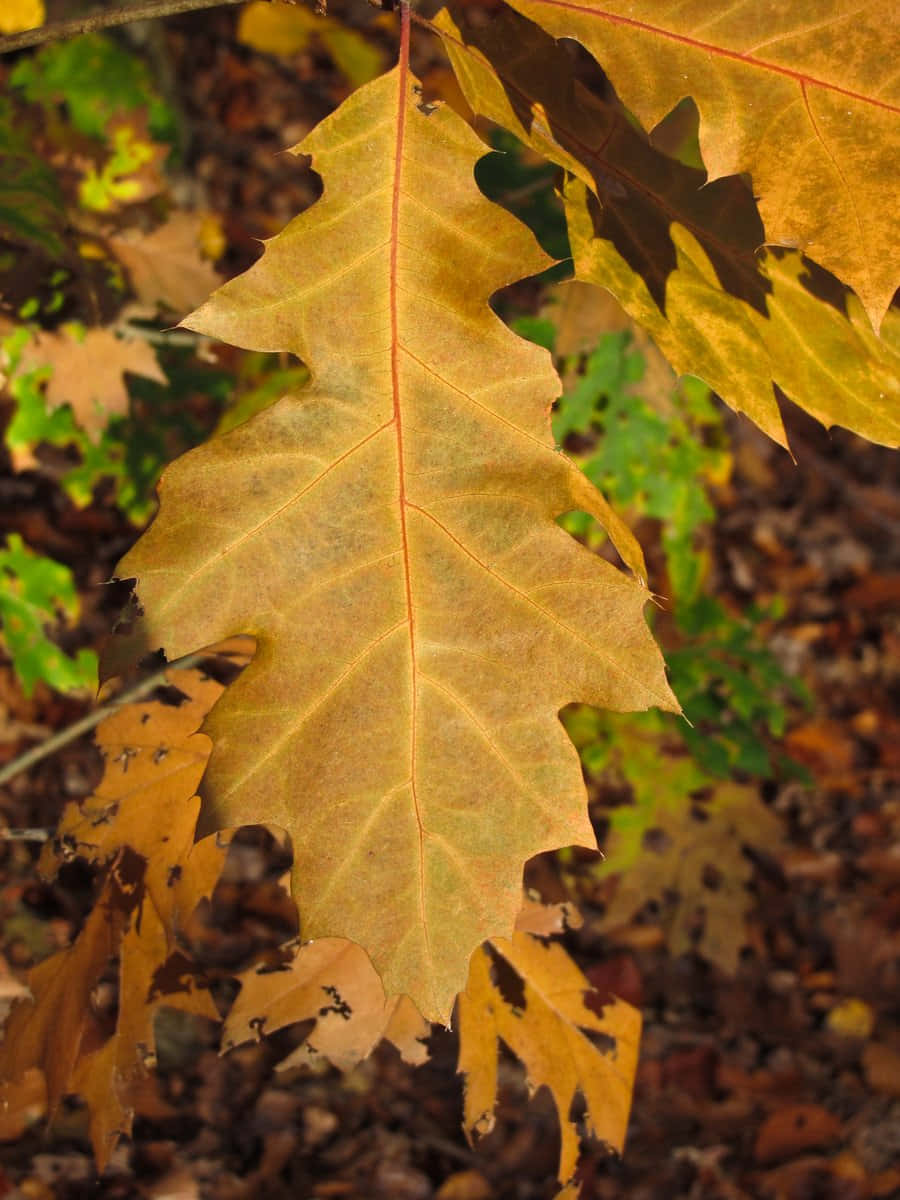 brown autumn, golden oak leaf, red veins, SD Phone Wallpaper