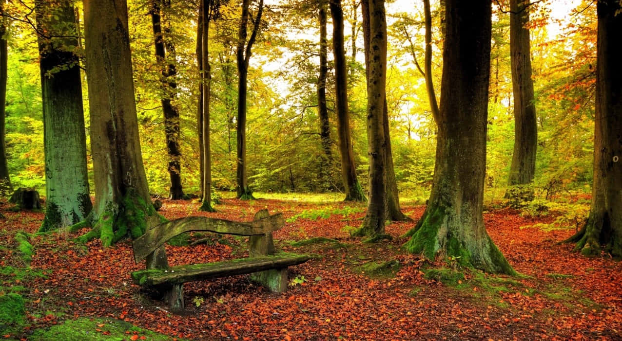 autumn forest, towering trees, sunlit, SD Desktop Wallpaper