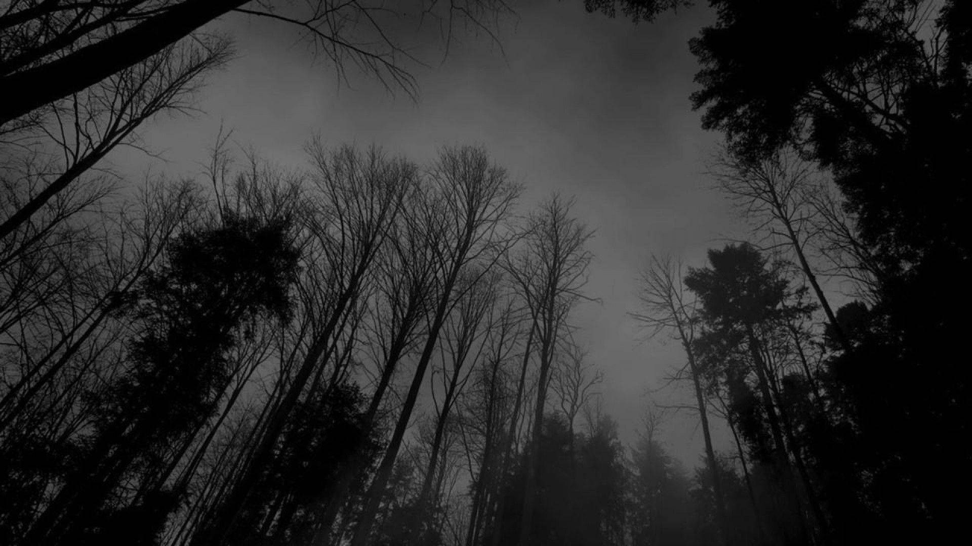 black and white aesthetic, dense forest, silhouetted bare trees, Full HD Desktop Wallpaper