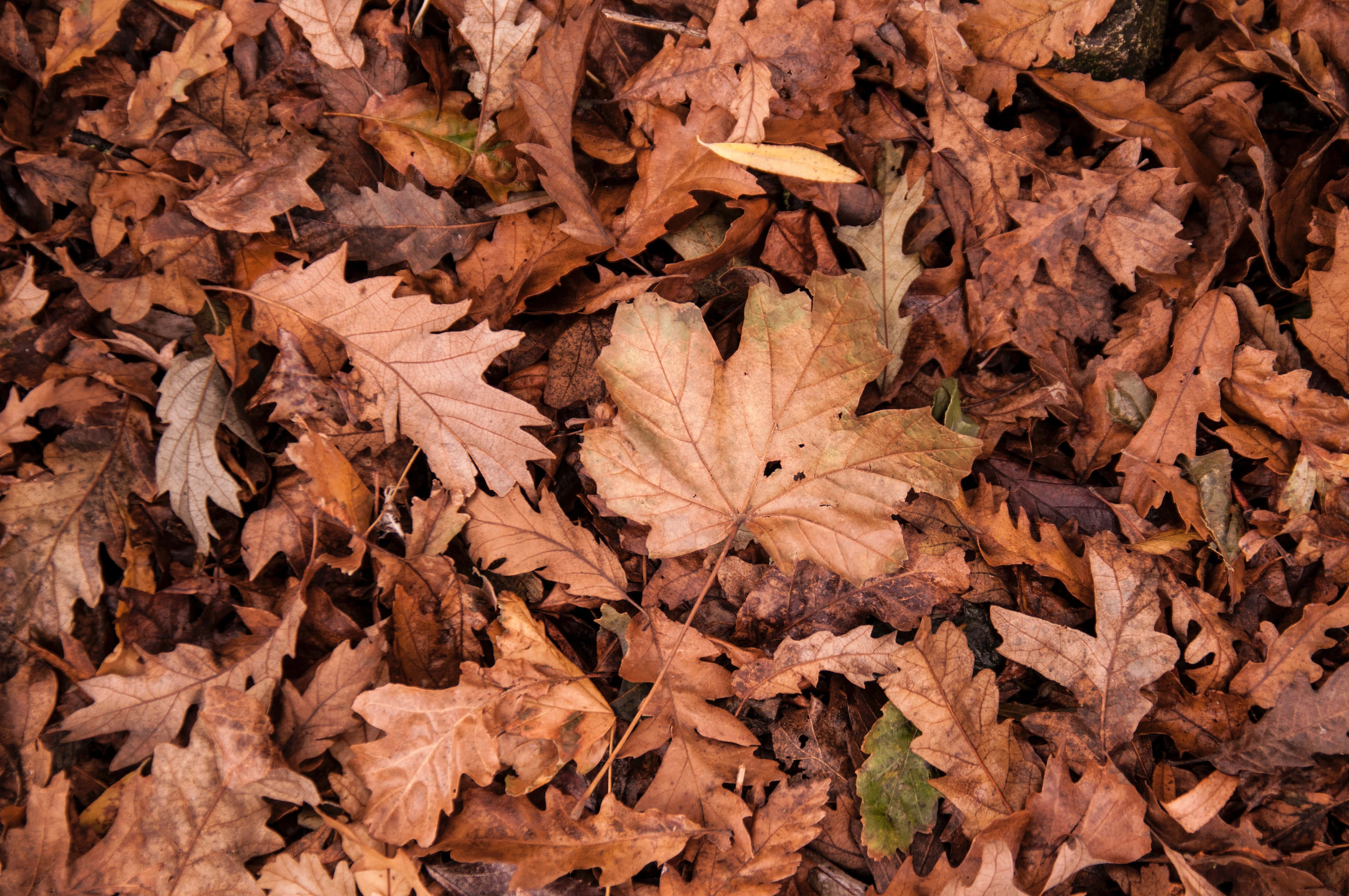 brown autumn, dry brown and orange autumn leaves, single maple leaf, 4K Desktop Wallpaper