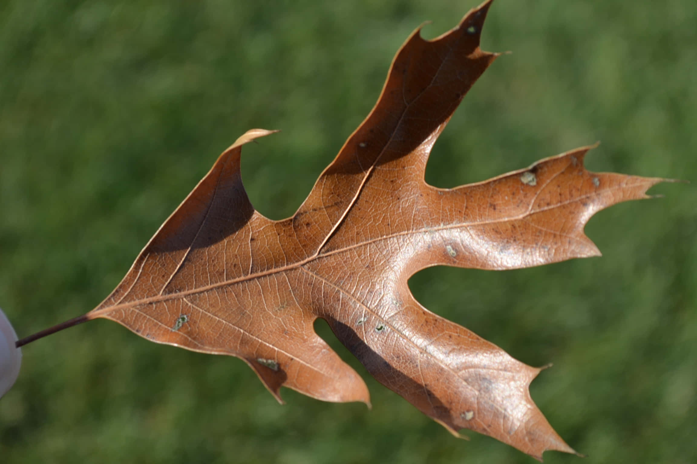 brown oak leaf, detailed veins, small holes, Full HD Desktop Wallpaper