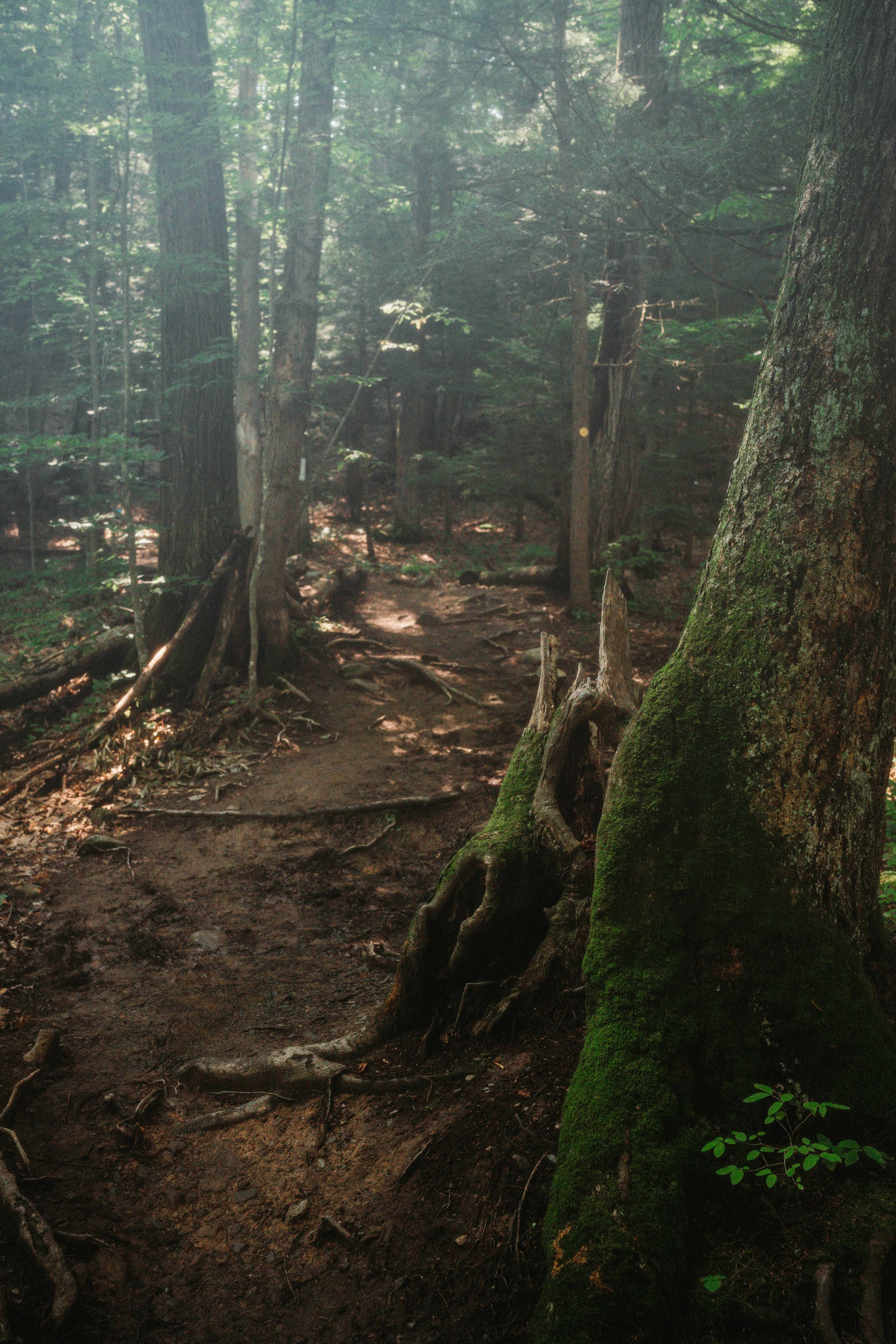 enchanted forest path, dirt trail, dense forest, 5K Phone Wallpaper