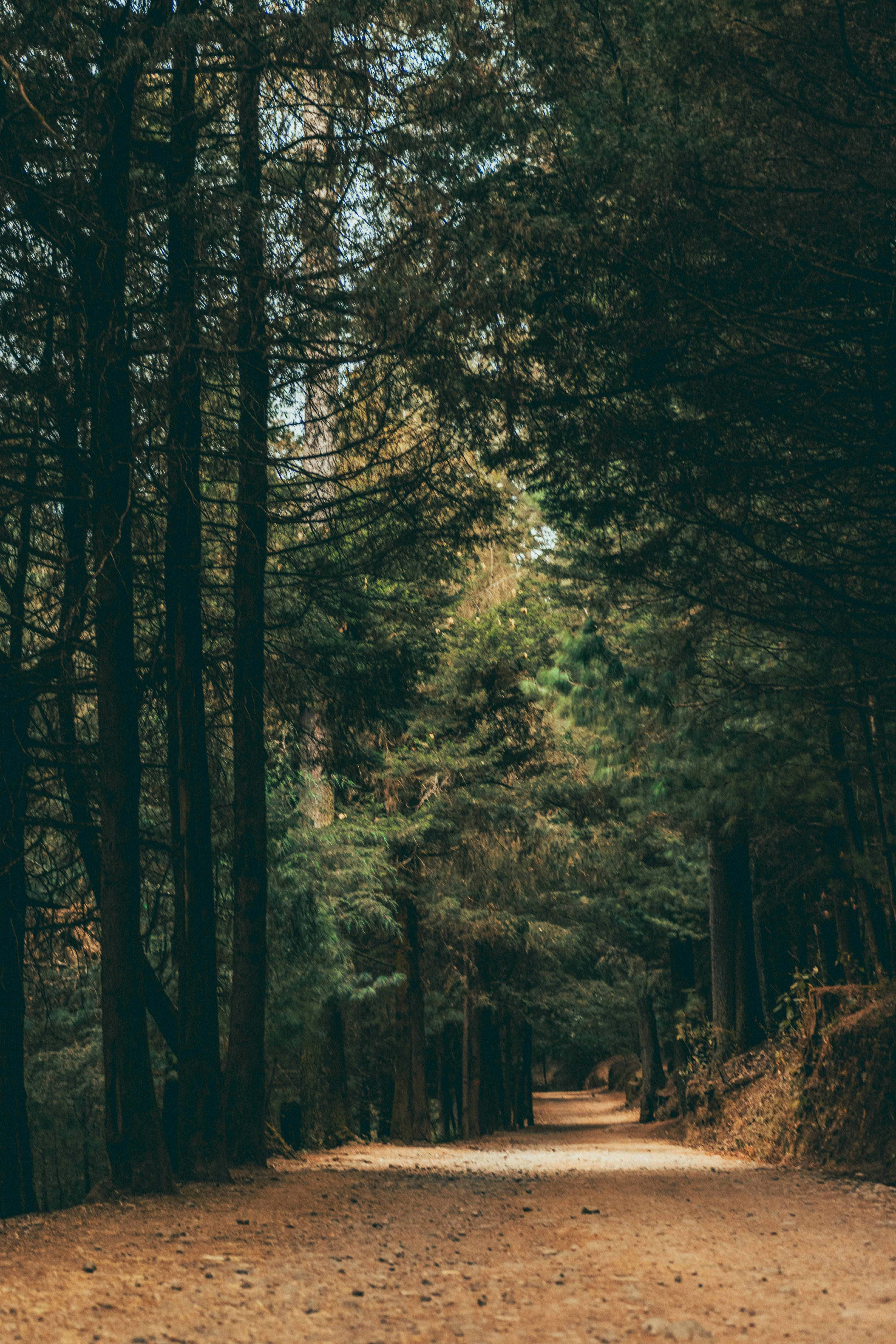 serene forest path, dirt path, dense forest, 5K Phone Wallpaper