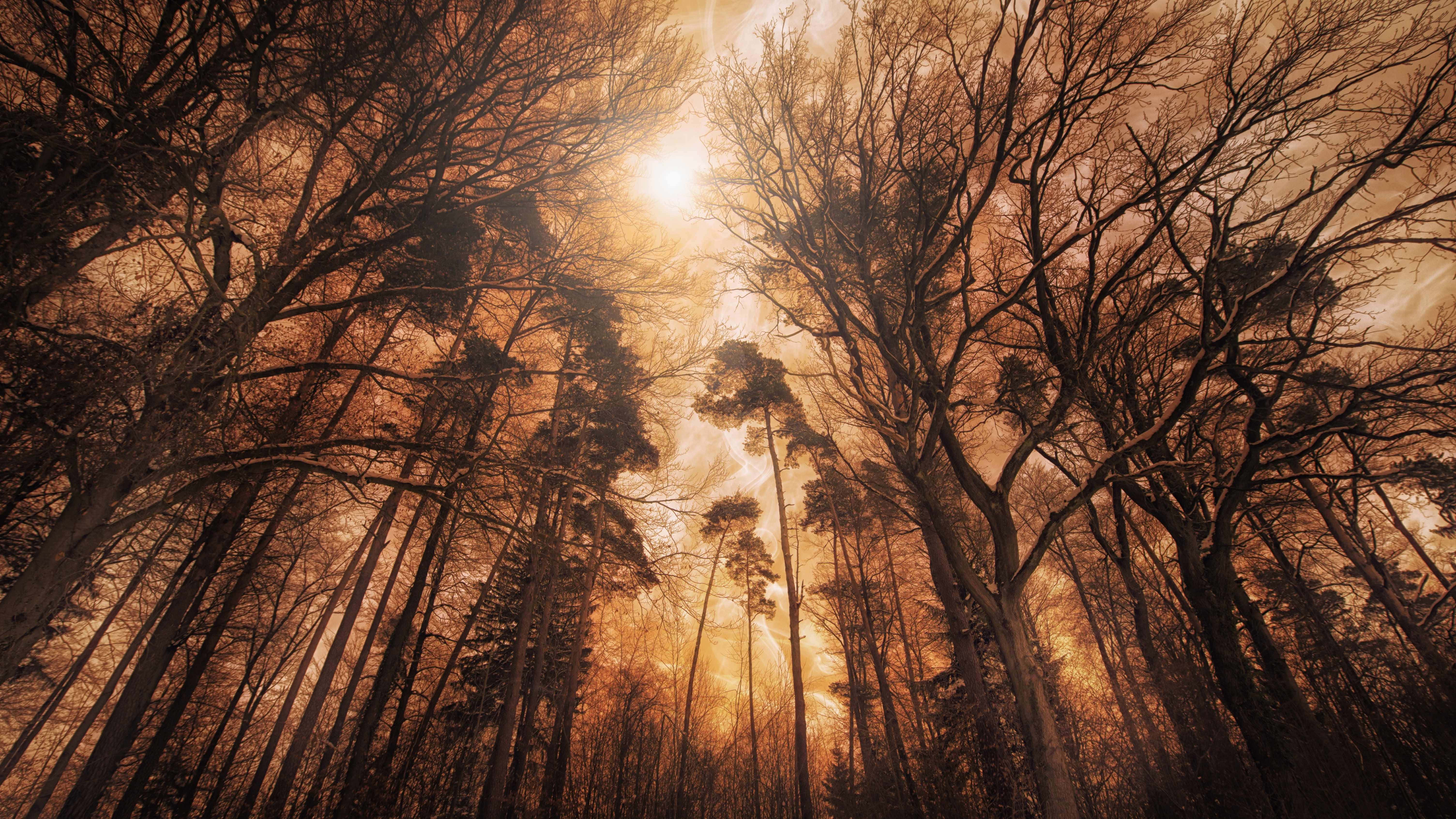 sunlit forest canopy, golden amber hues, bare tree branches, 5K Desktop Wallpaper
