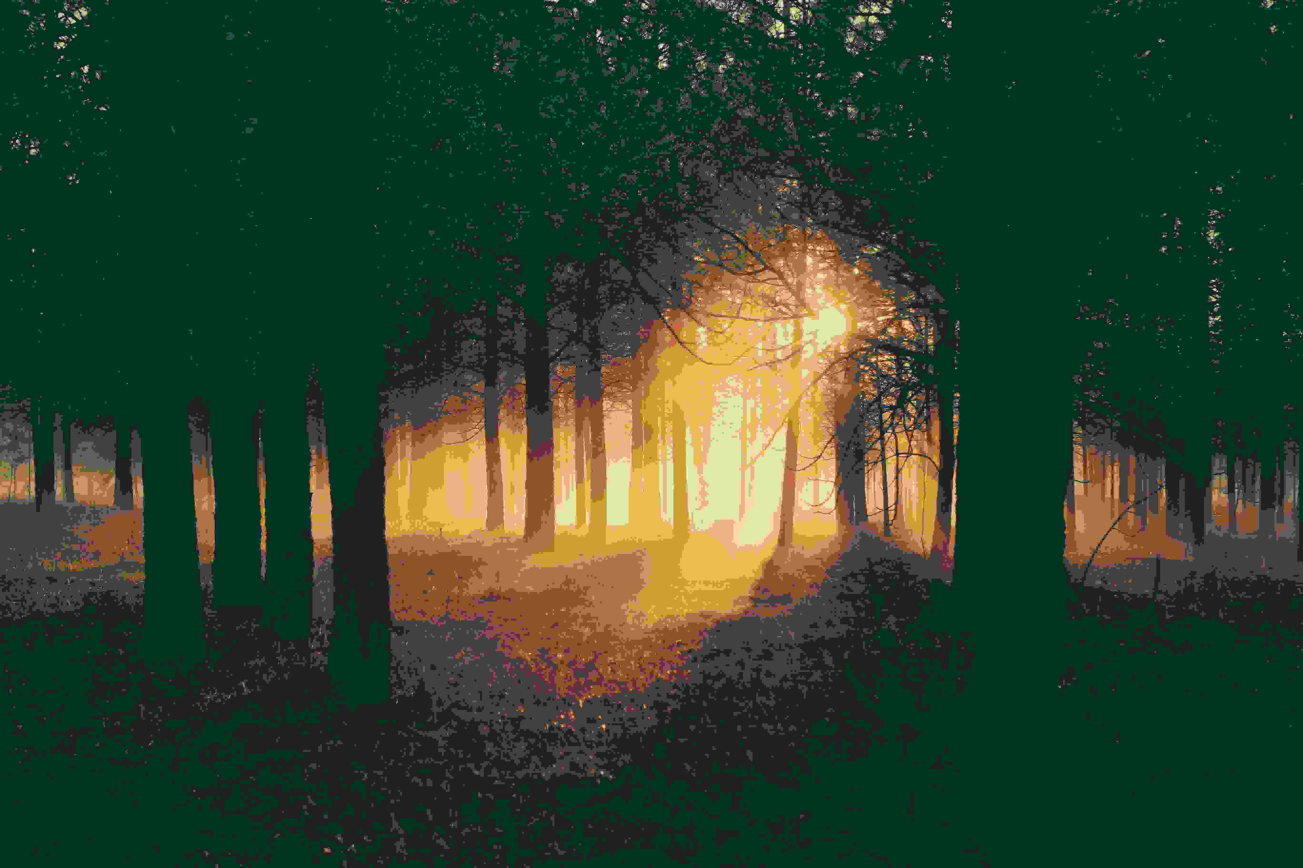 sunset glow, forest trees, golden beams, 5K Desktop Wallpaper