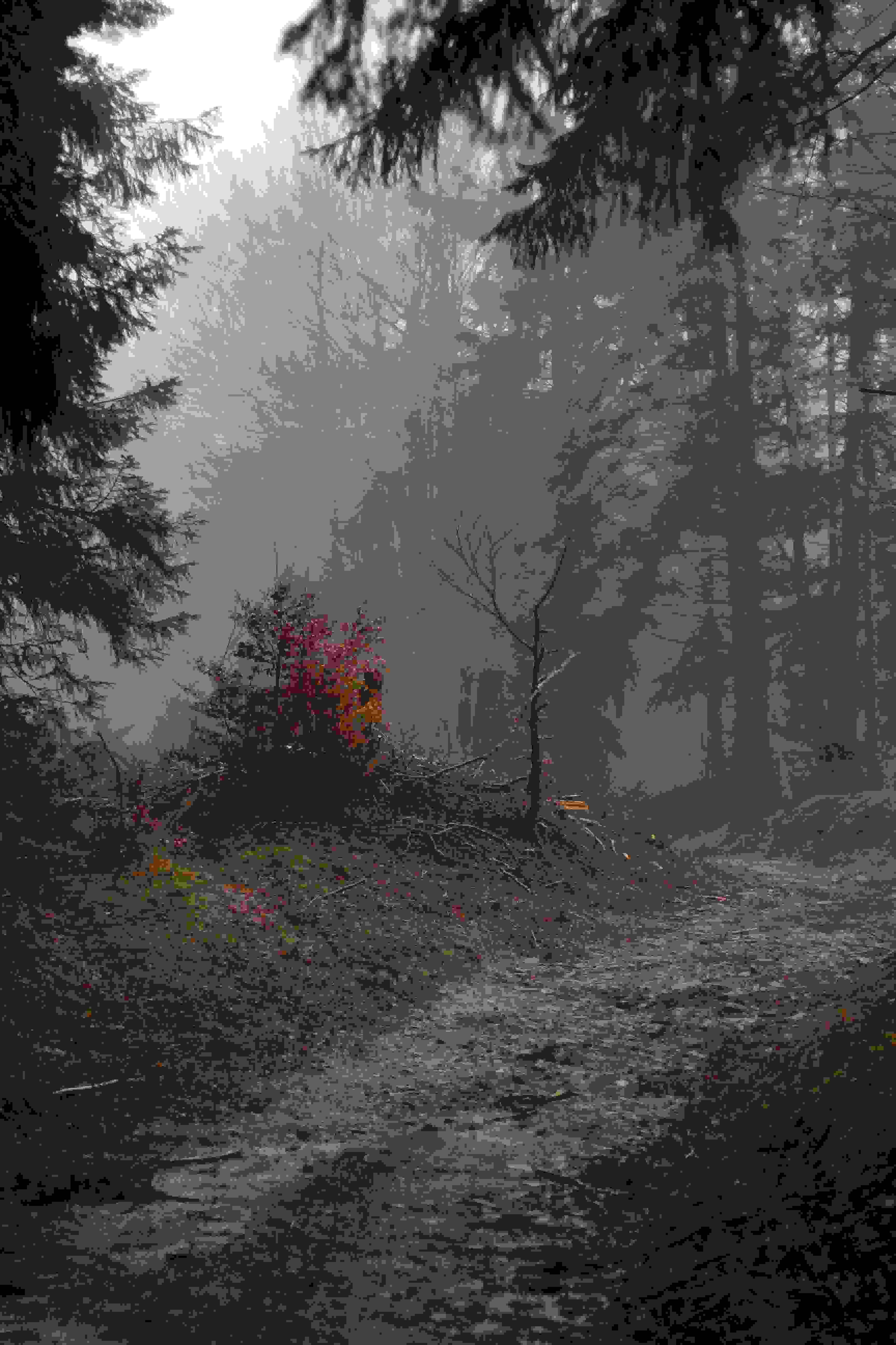 misty forest path, dark trees, vibrant red bush, 5K Phone Wallpaper