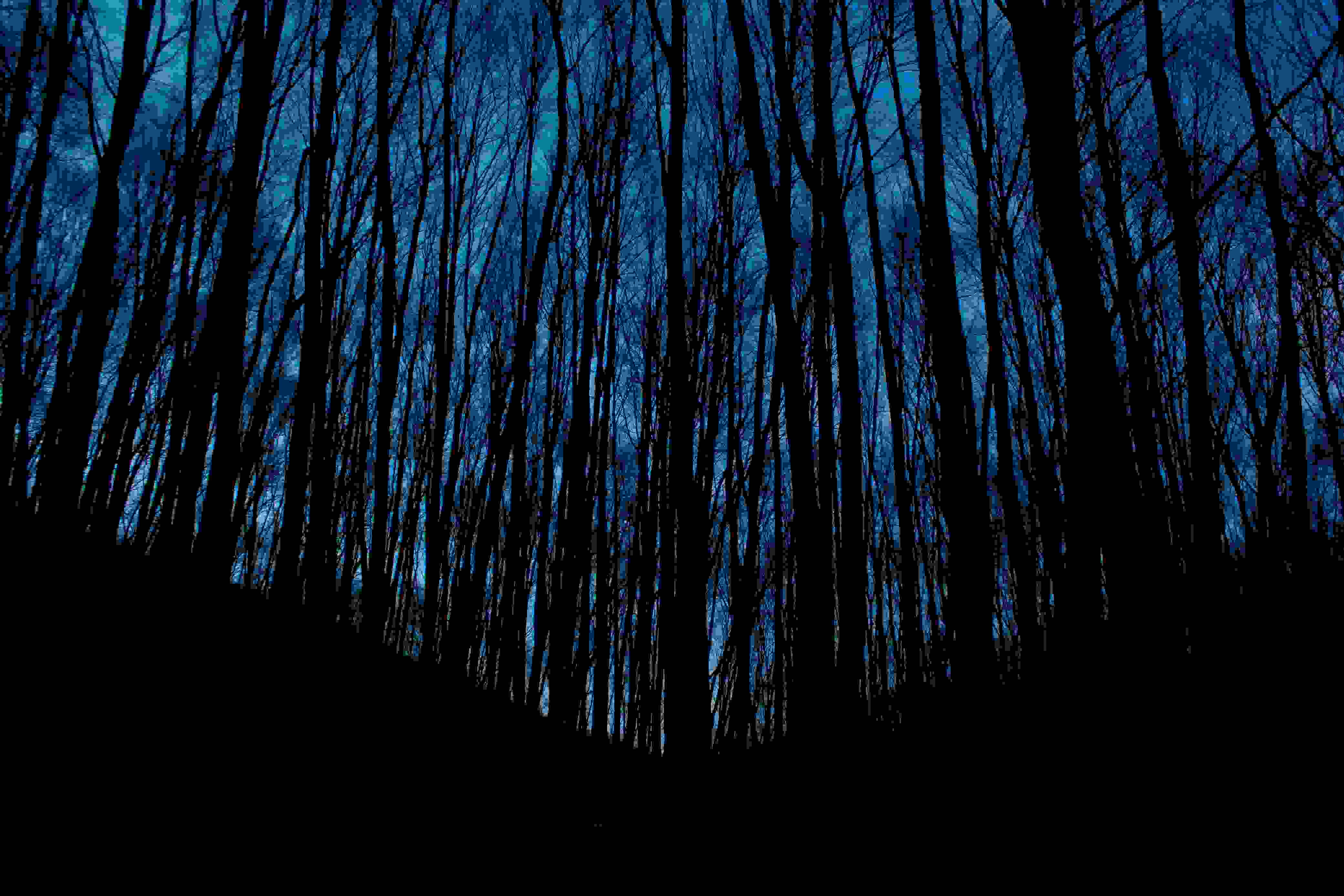 twilight, silhouette, forest, 4K Desktop Wallpaper