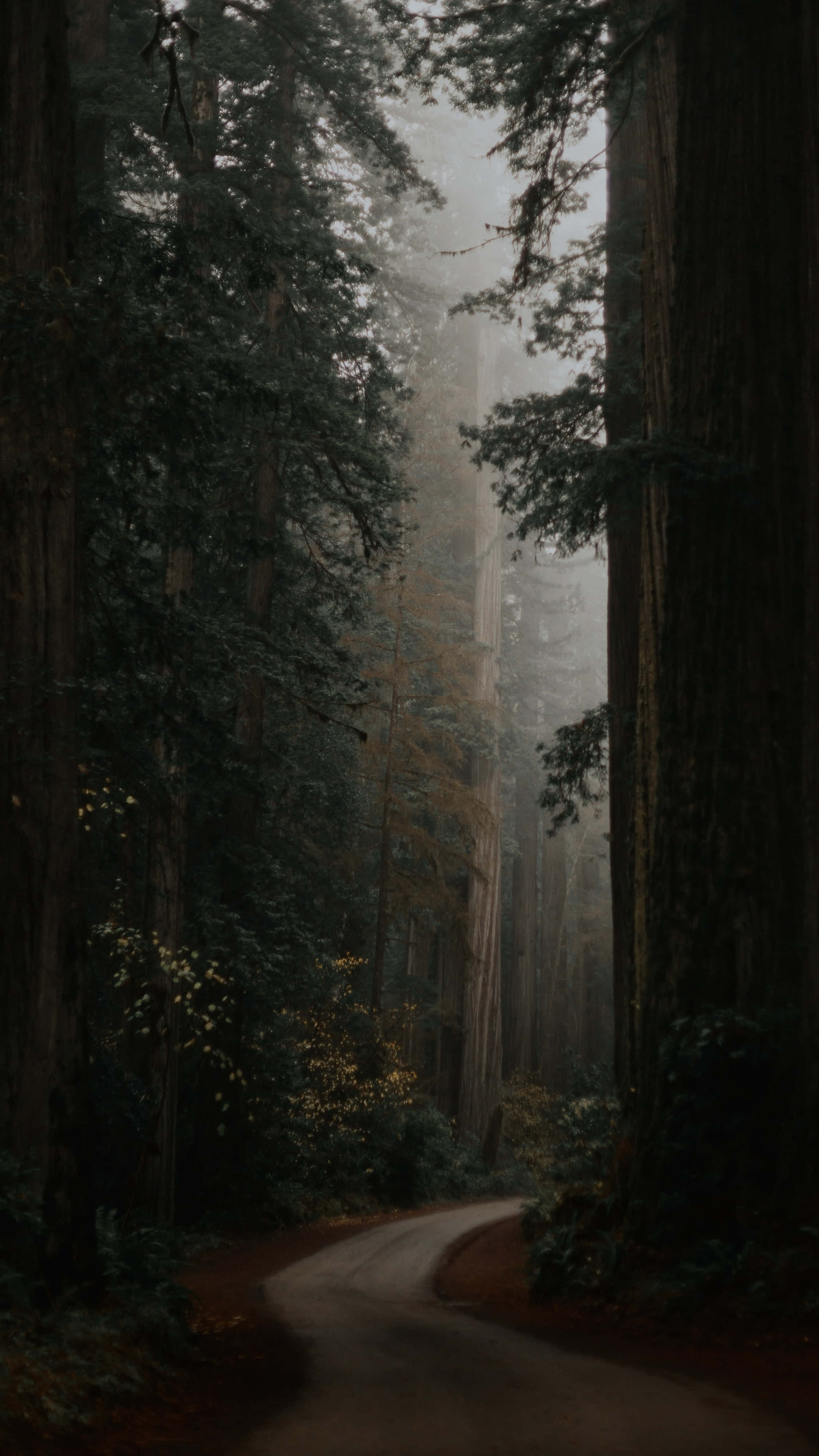 misty forest, winding road, towering redwood trees, 4K Phone Wallpaper