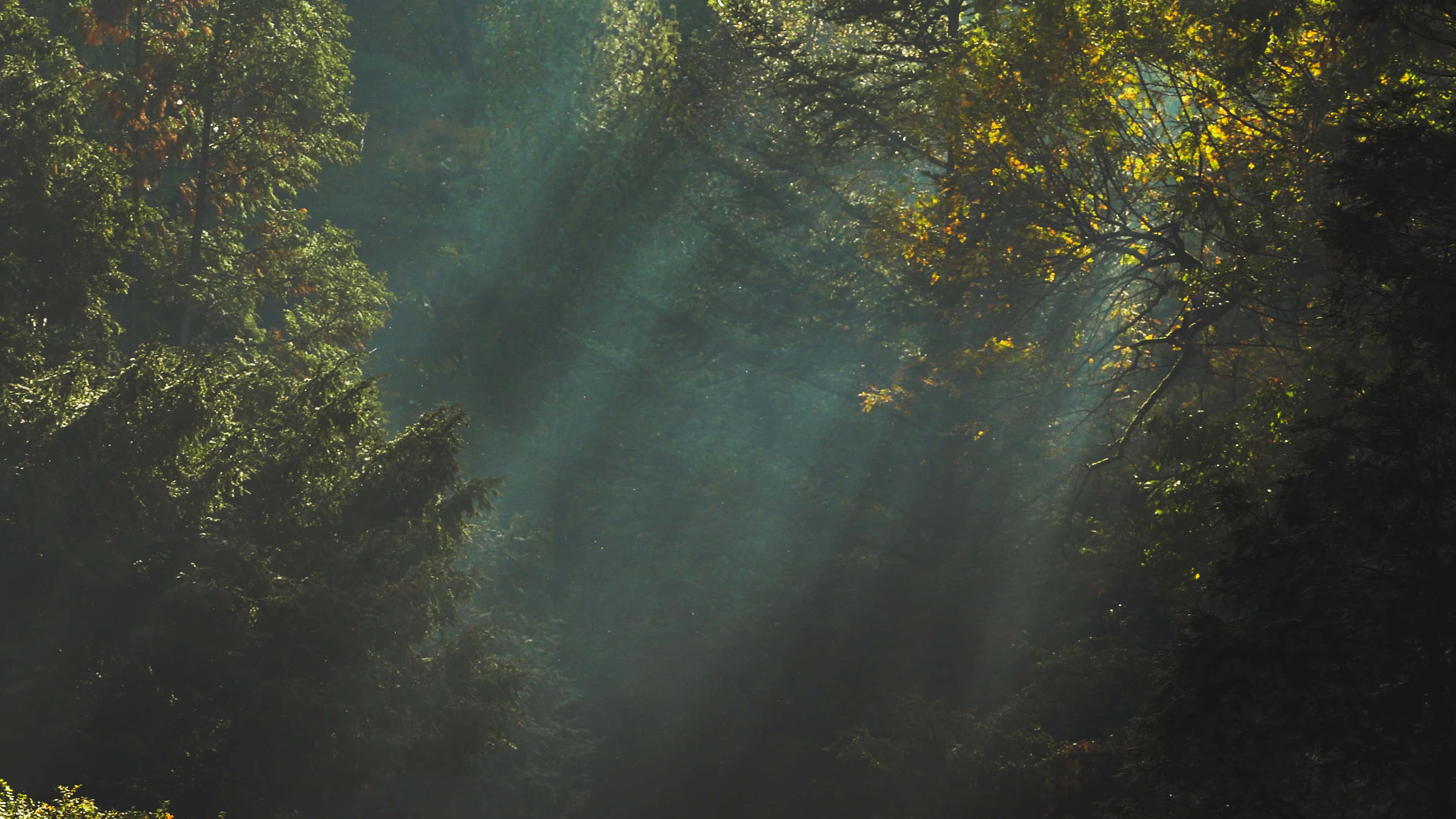 enchanted forest, sunbeams, dense forest canopy, 4K Desktop Wallpaper