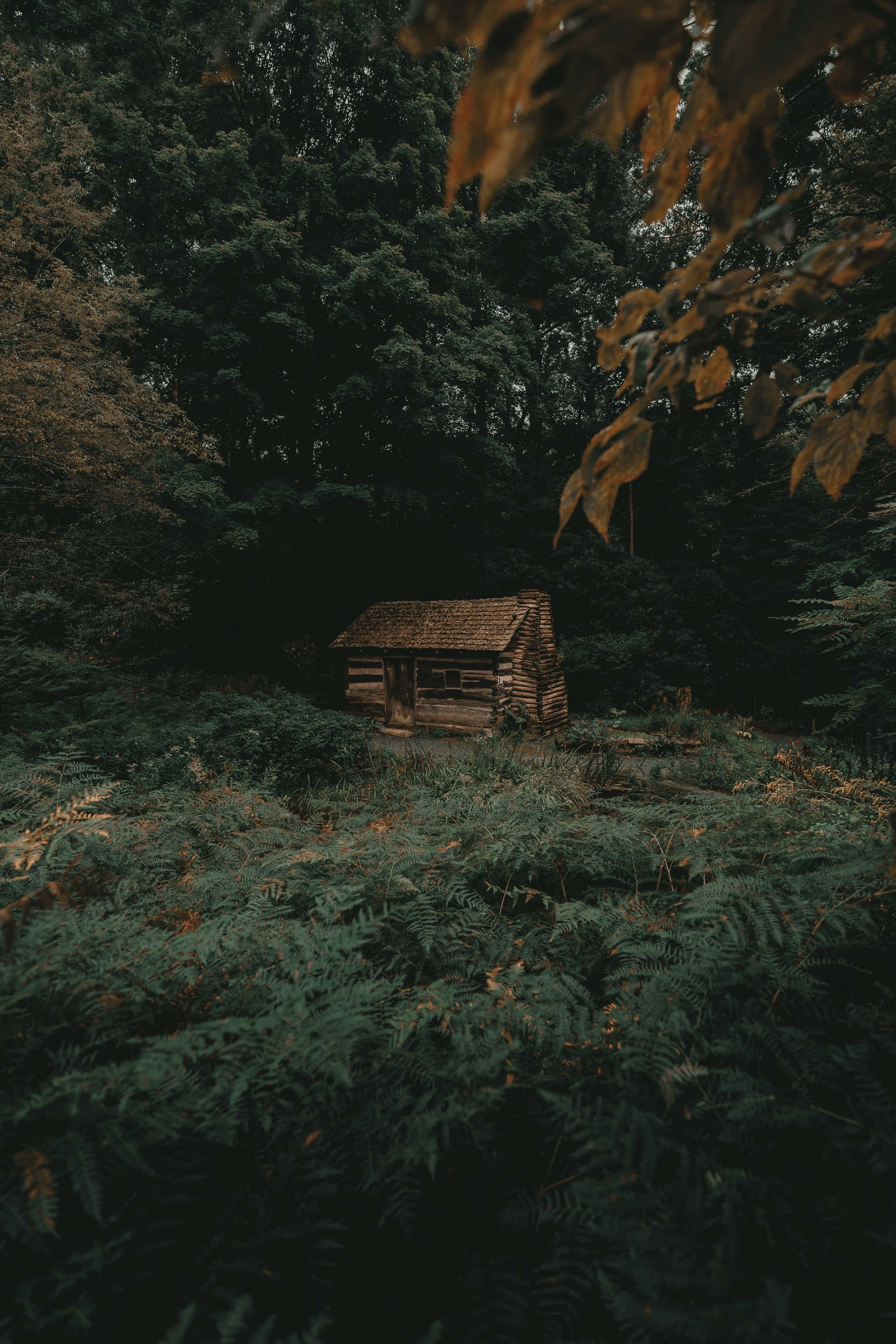enchanted forest cabin, weathered wooden cabin, dense forest, 2K Phone Wallpaper