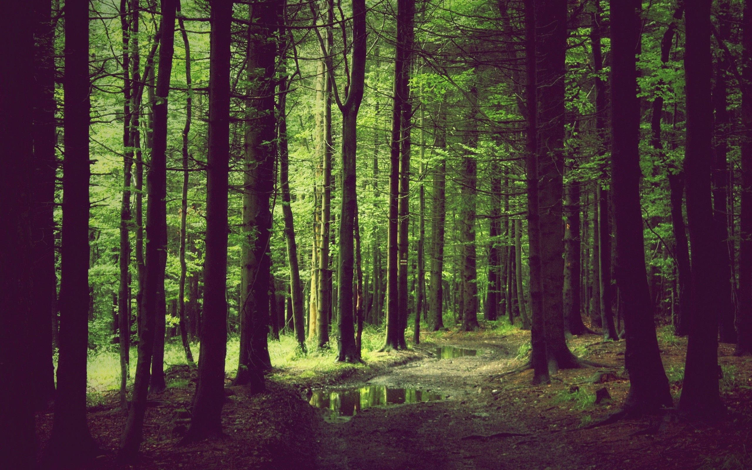 forest path, tall trees, vibrant green foliage, 2K Desktop Wallpaper