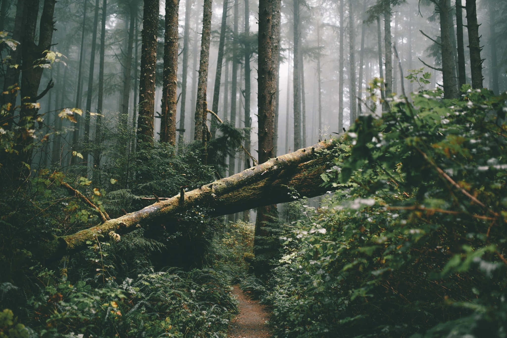 misty forest path, fallen tree, mossy fallen log, Full HD Desktop Wallpaper