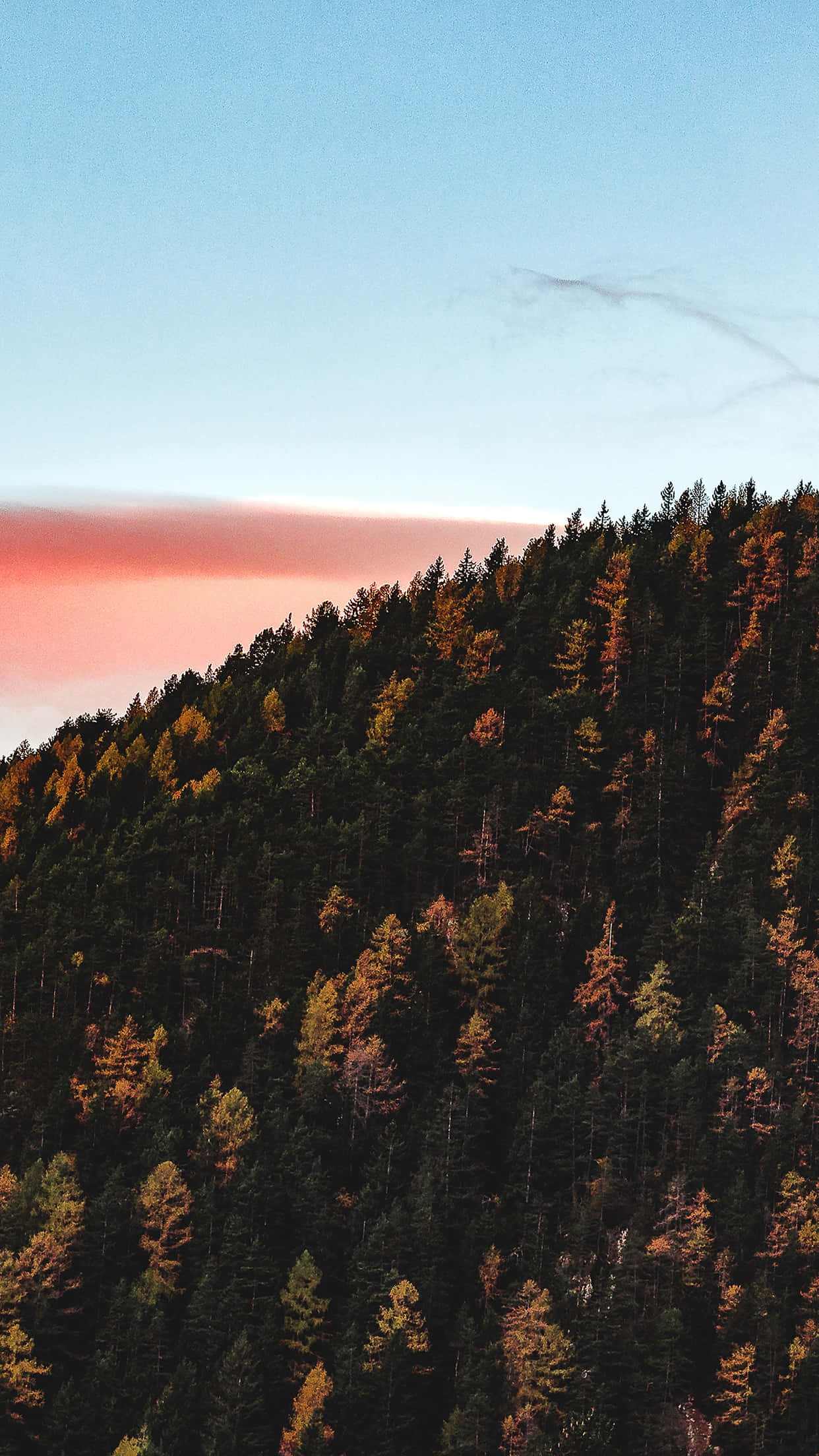 twilight forest, pink and blue twilight hues, autumnal trees, Full HD Phone Wallpaper