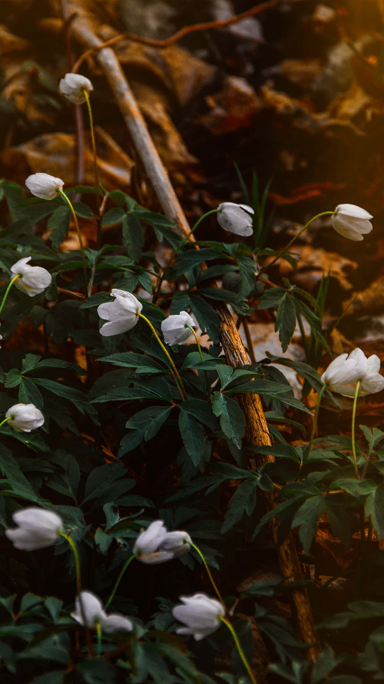 enchanted forest, white flowers, green stems, Full HD Phone Wallpaper
