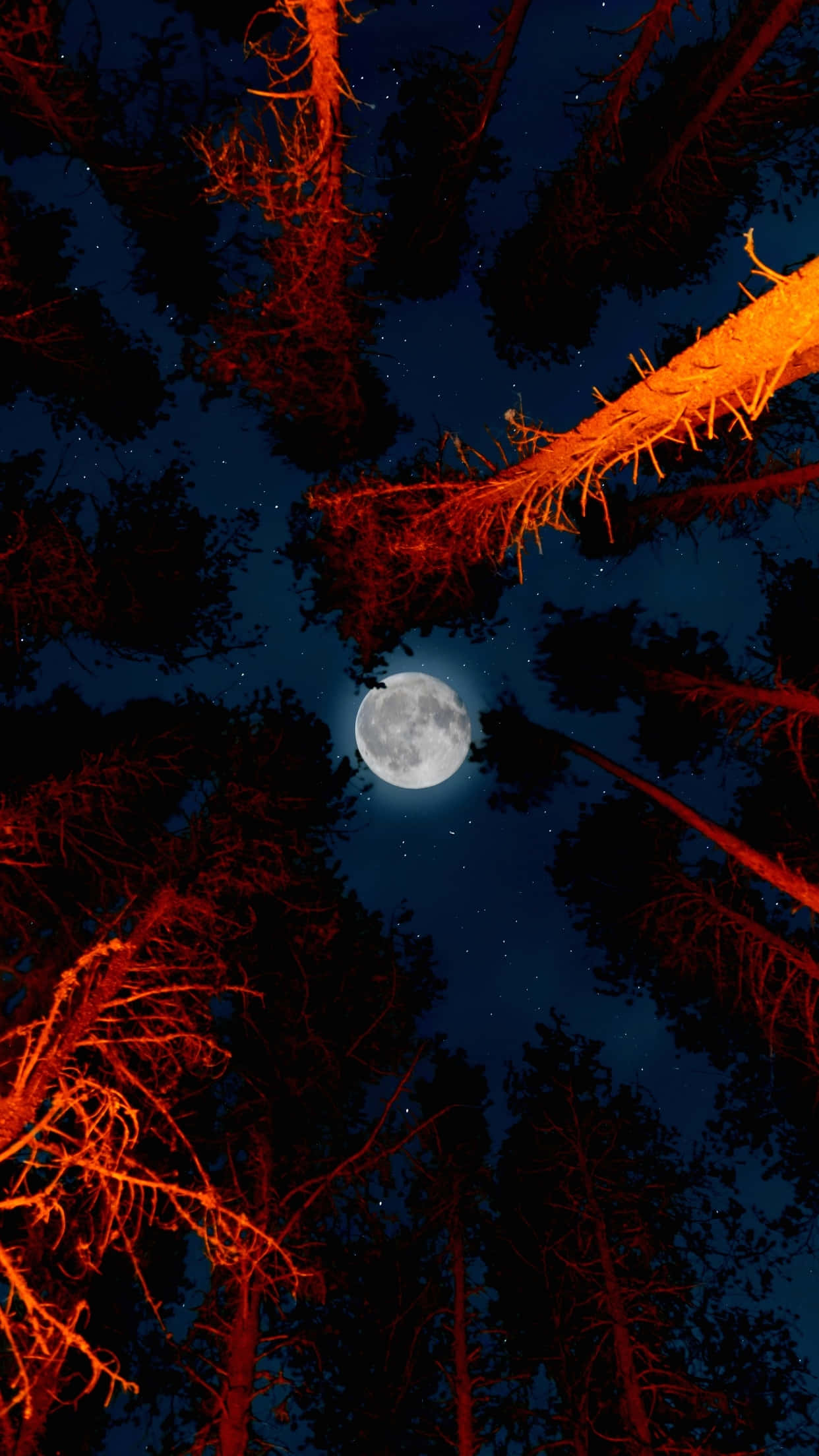moonlit forest canopy, full moon, fiery orange branches, Full HD Phone Wallpaper