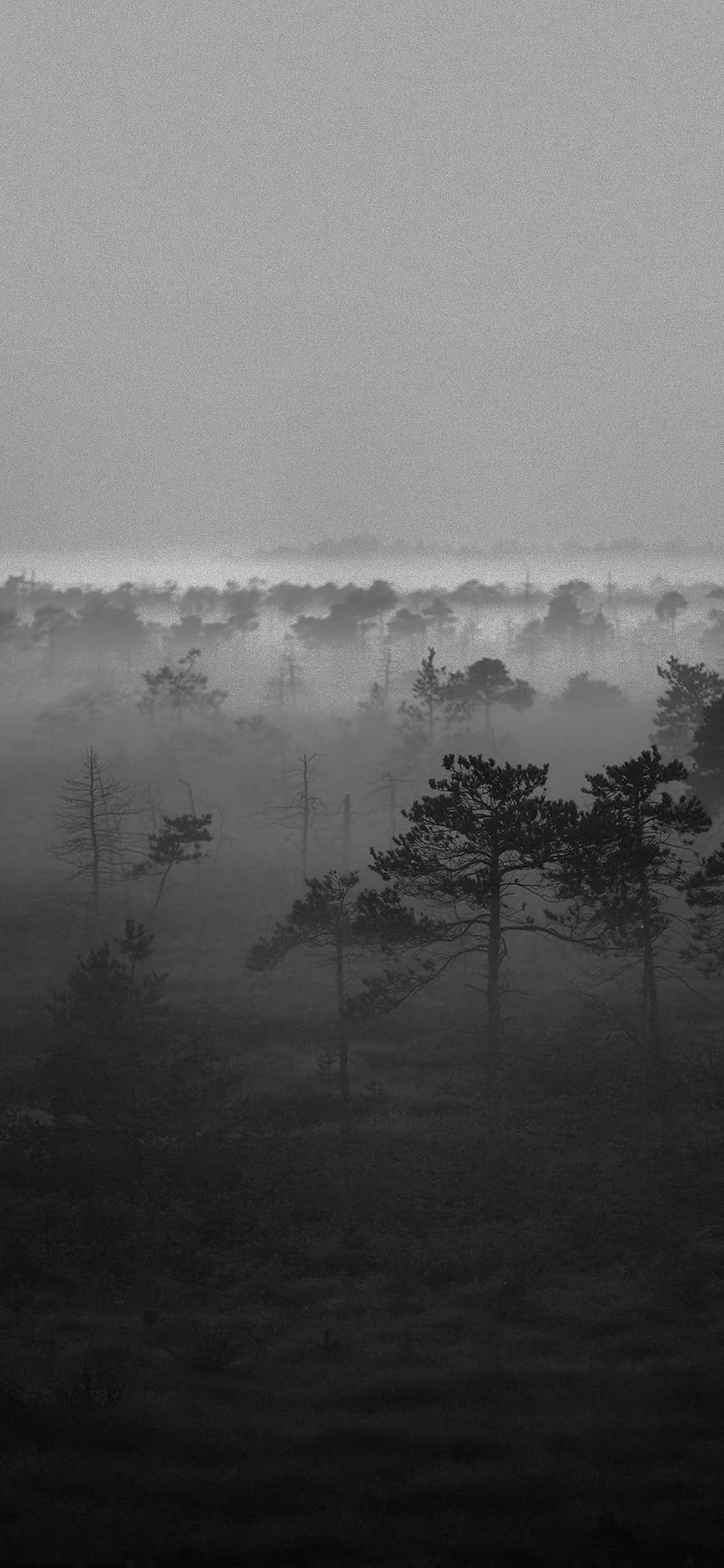 misty forest, silhouetted pine trees, dense fog, Full HD Phone Wallpaper