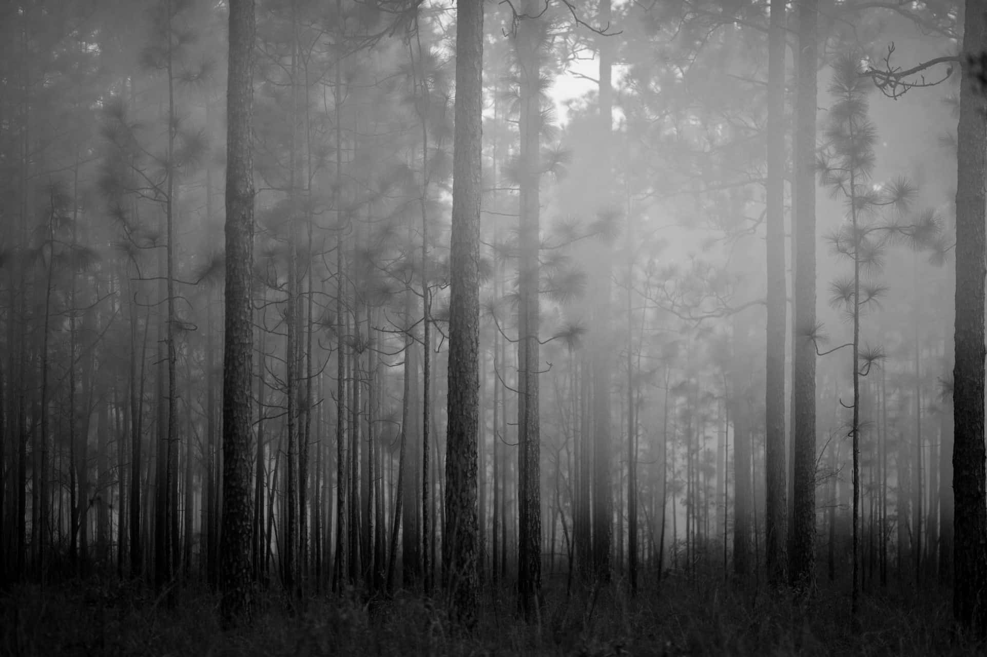 Misty Forest Monochrome, pine trees, dense foggy forest, Full HD Desktop Wallpaper