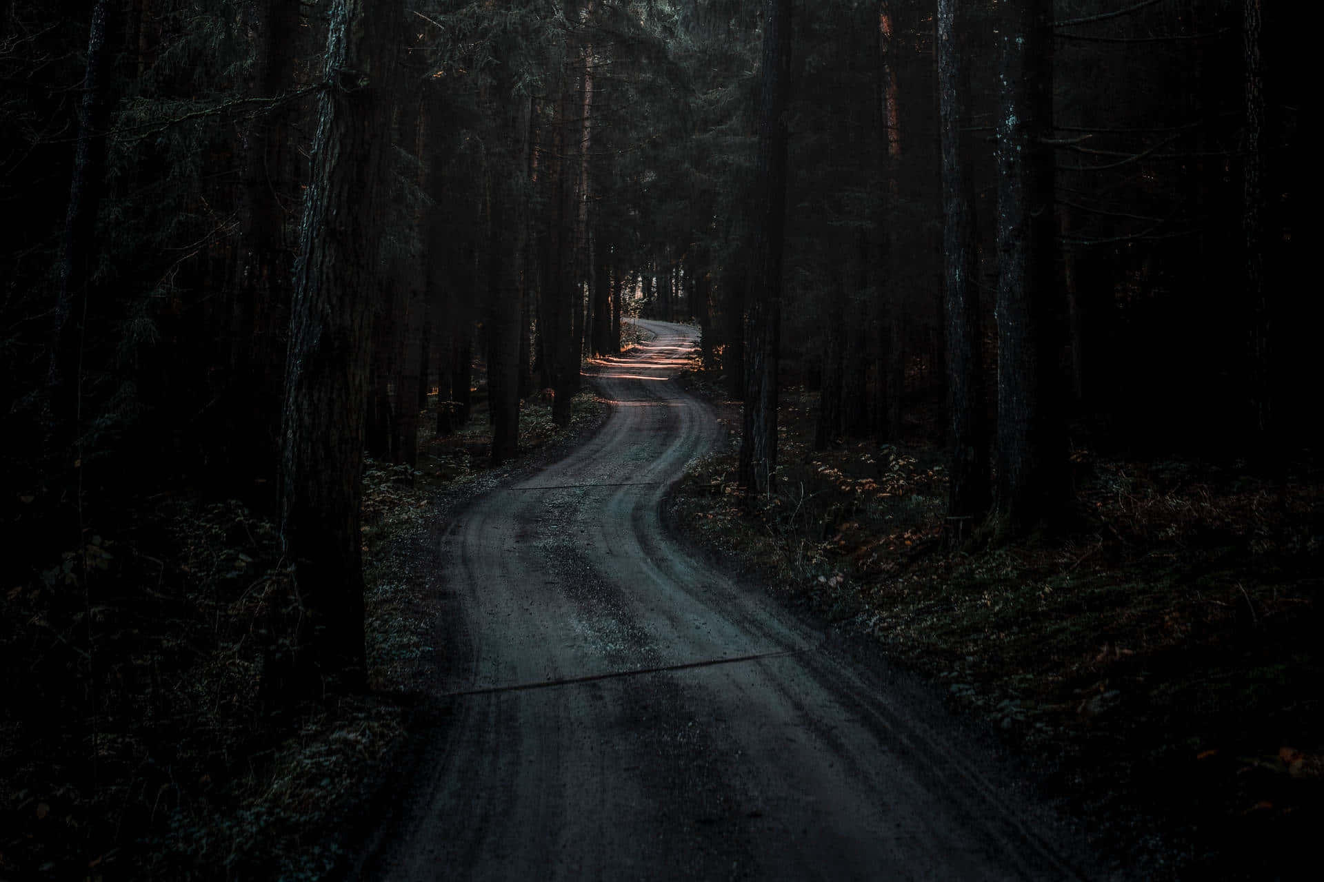 mystical forest path, dusk, winding dirt road, Full HD Desktop Wallpaper