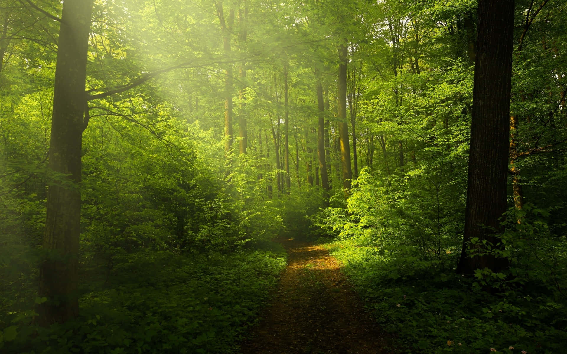 misty forest path, sunbeam, golden beams, Full HD Desktop Wallpaper