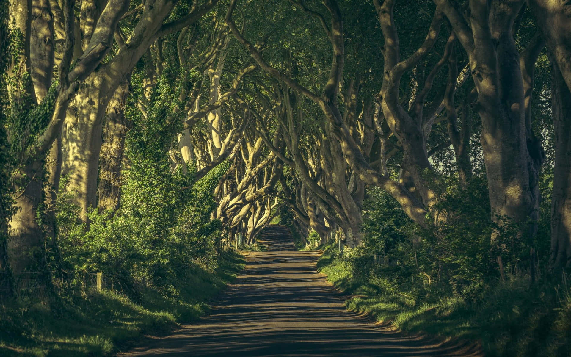 enchanted forest pathway, dirt path, dense canopy, Full HD Desktop Wallpaper