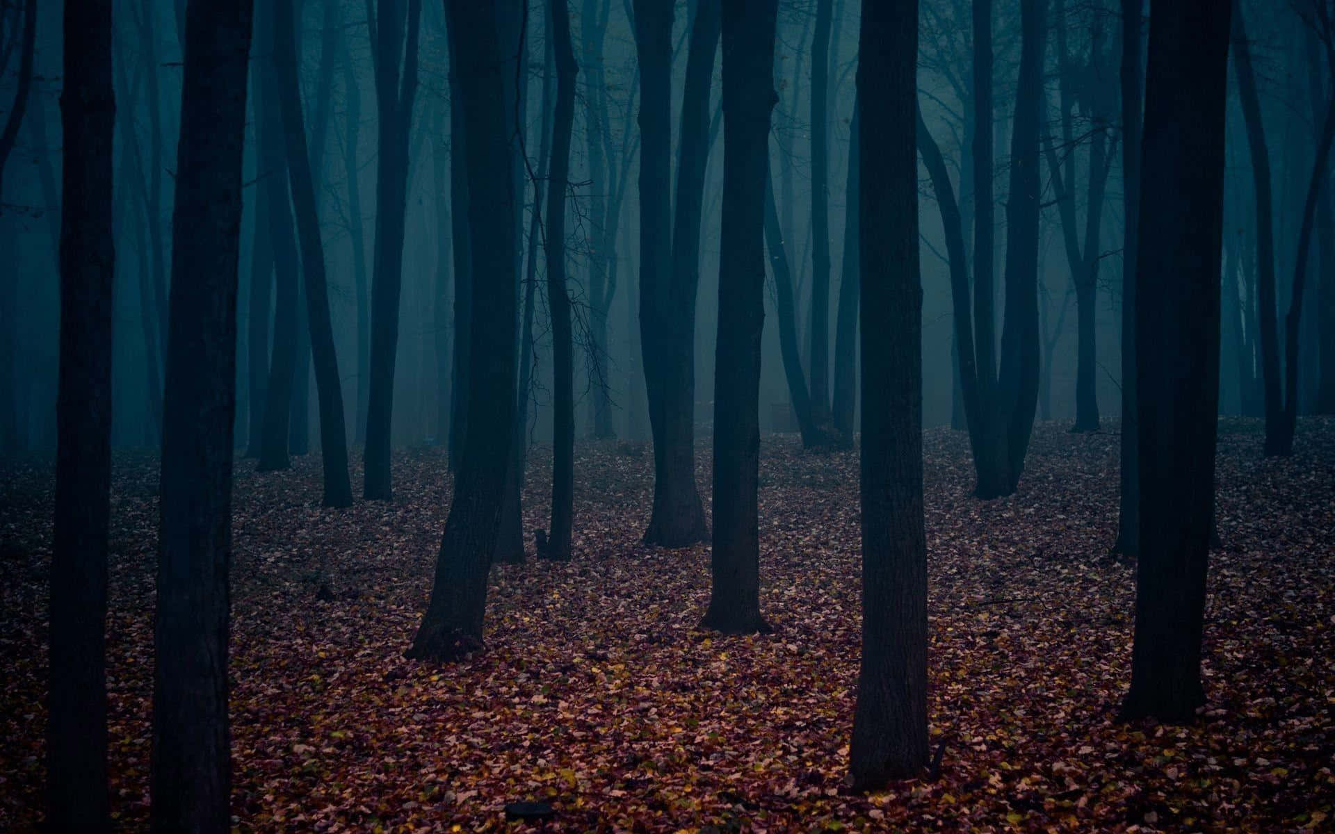 misty forest, dense fog, carpet of fallen autumn leaves, Full HD Desktop Wallpaper