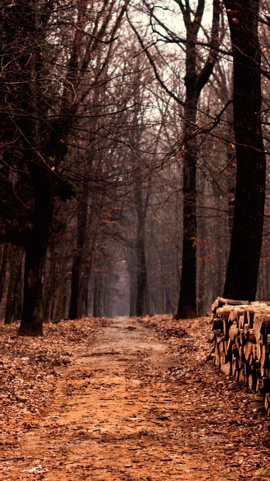autumn woods path, misty forest, bare trees, Full HD Phone Wallpaper
