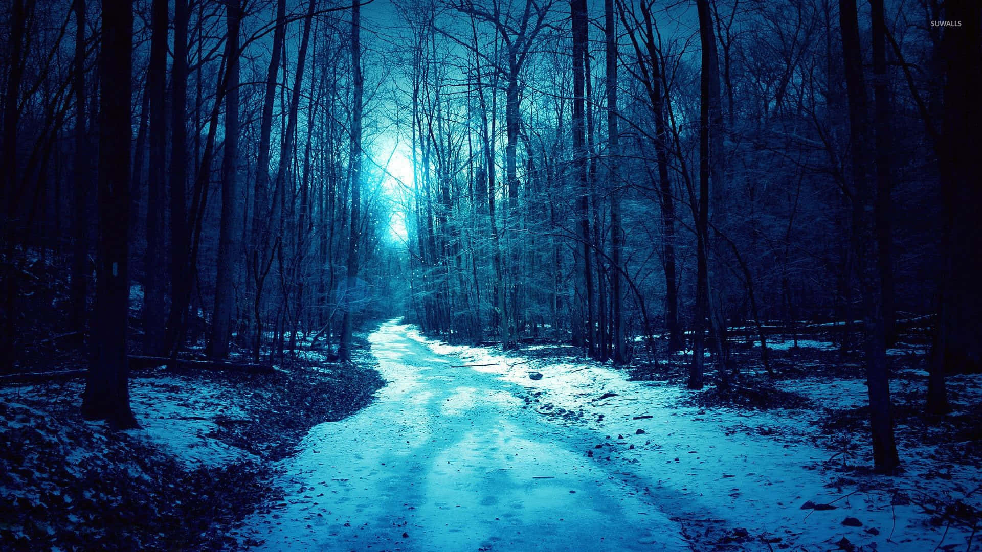 enchanted winter forest path, snowy forest path, ethereal blue light, Full HD Desktop Wallpaper