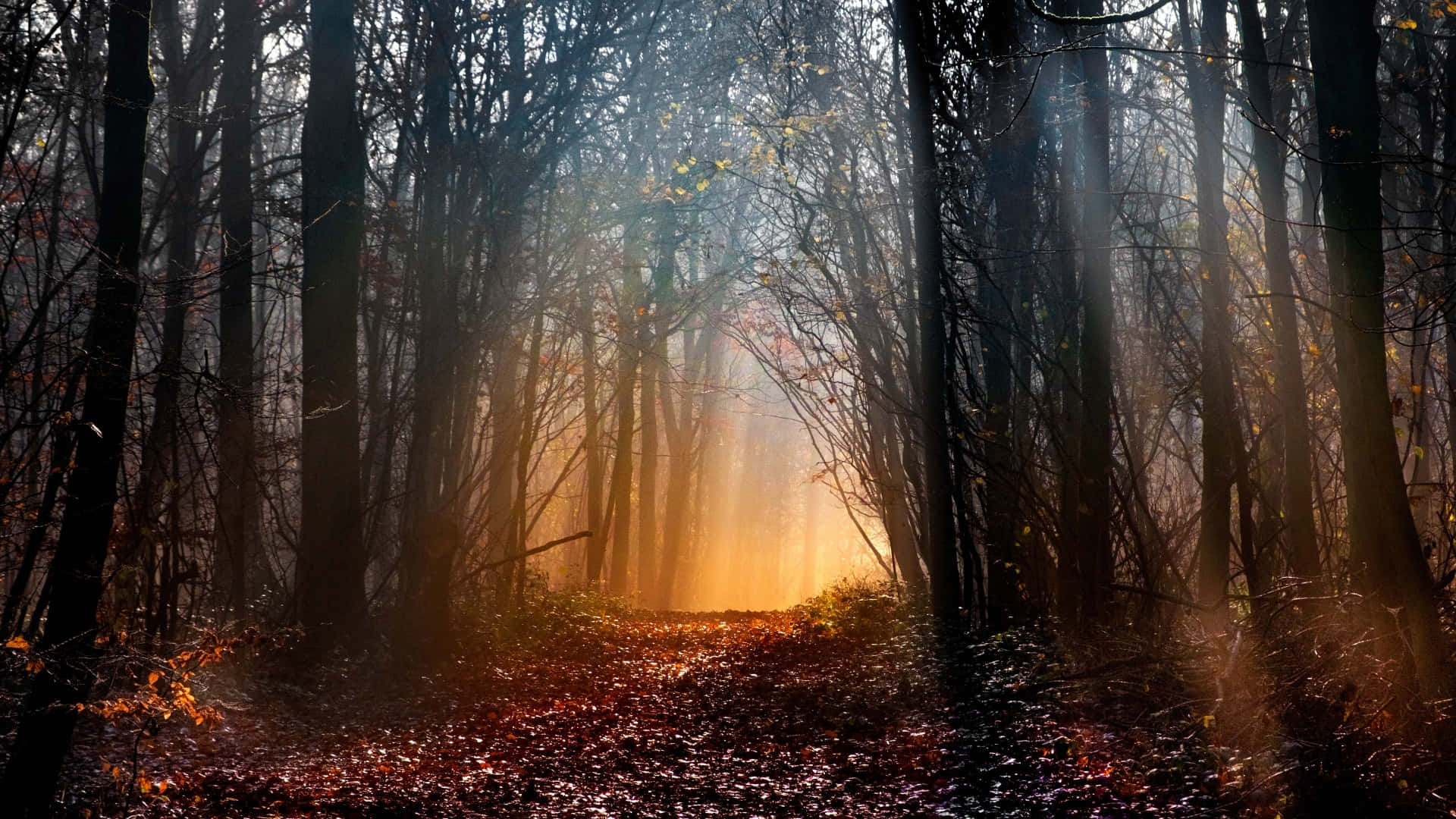 mystical forest, sunrise, sunlight beams, Full HD Desktop Wallpaper