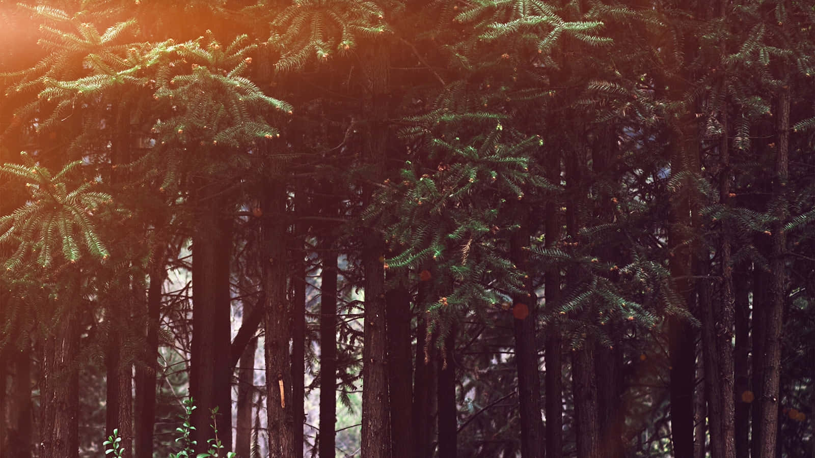 sunlit forest glade, dense evergreen trees, warm golden rays, HD Desktop Wallpaper