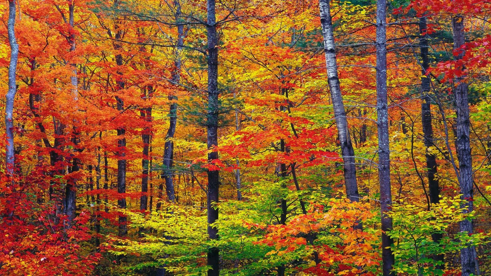 autumn colors, firey red orange, golden yellow, HD Desktop Wallpaper
