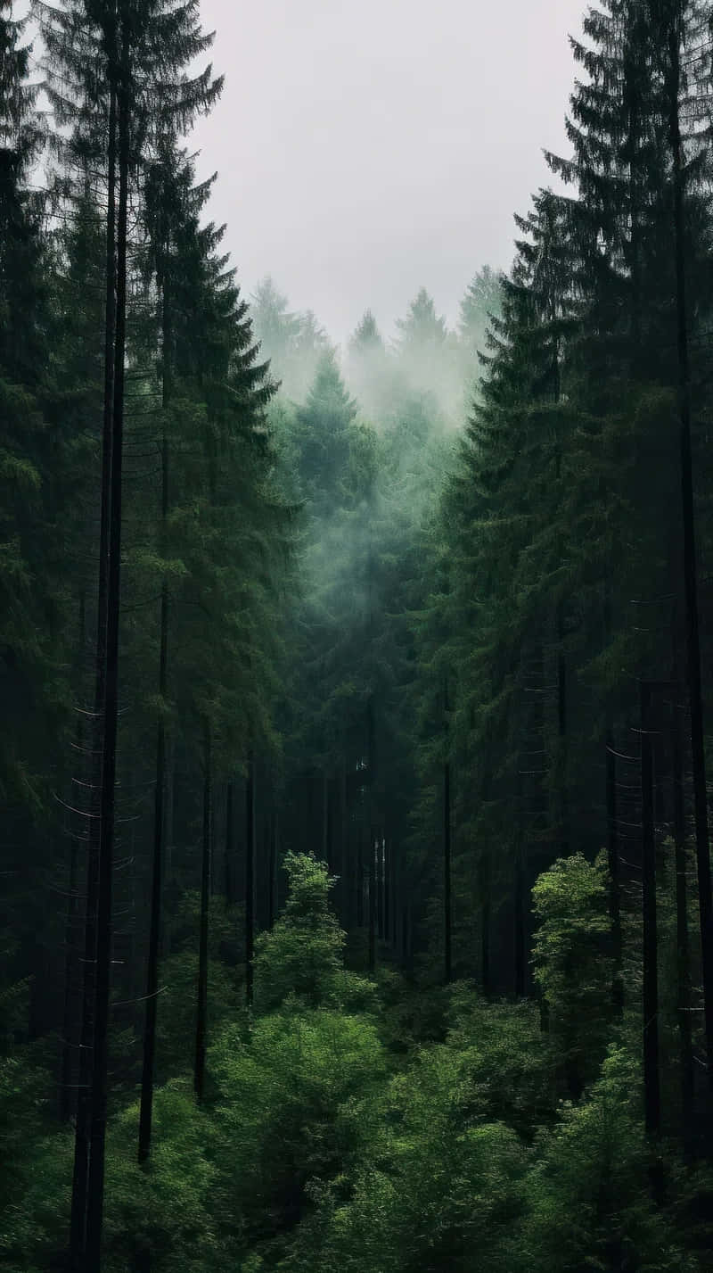 misty forest pathway, evergreen trees, forest canopy, HD Phone Wallpaper