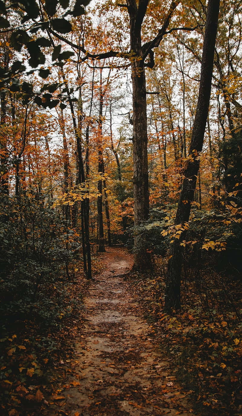 autumn forest path, dirt path, dense forest, HD Phone Wallpaper