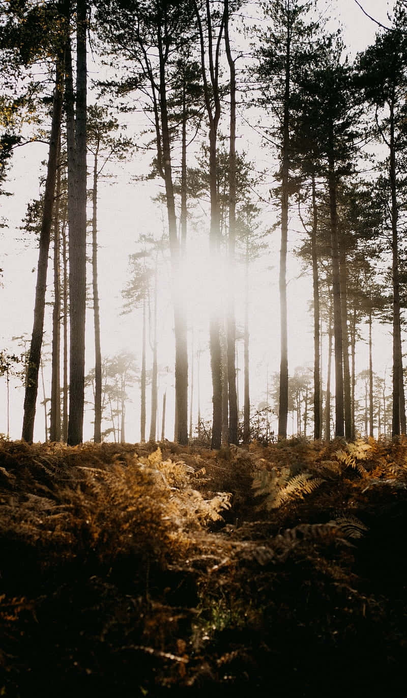 sunlit fern forest glow, golden rays, tall pine trees, HD Phone Wallpaper