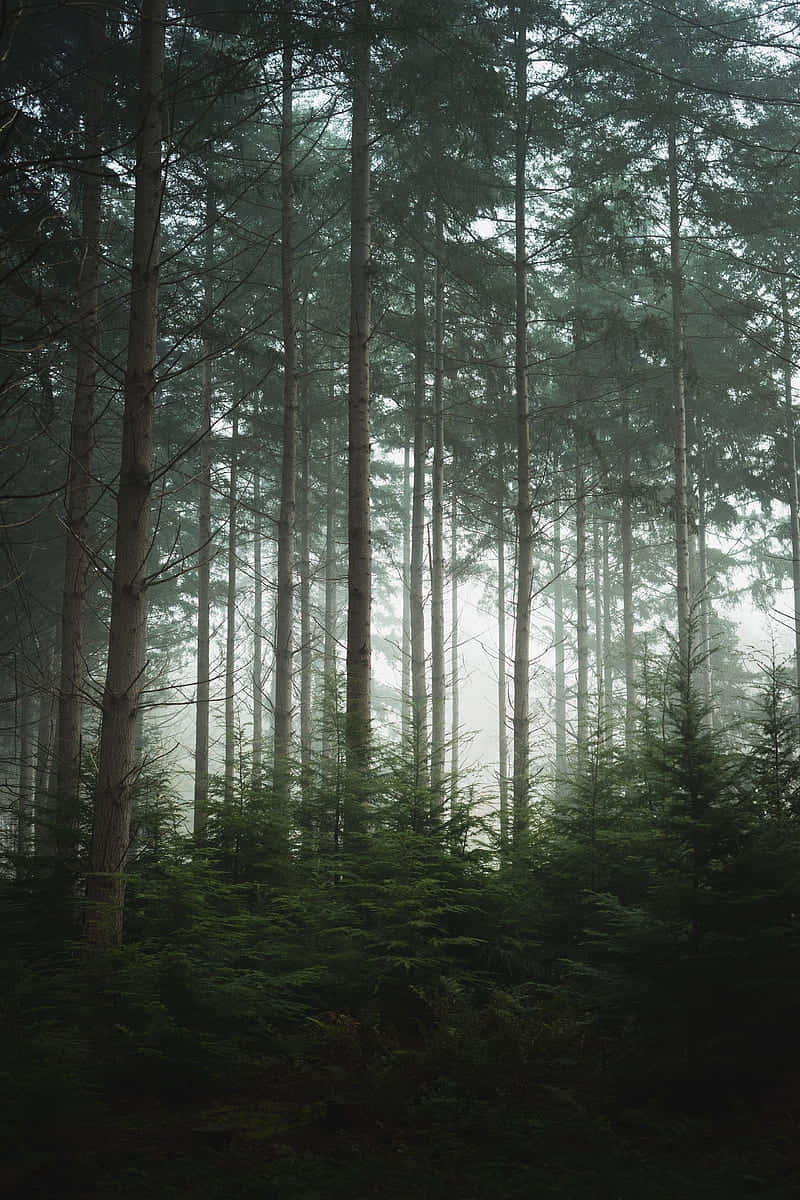 misty forest, morning, pine trees, SD Phone Wallpaper
