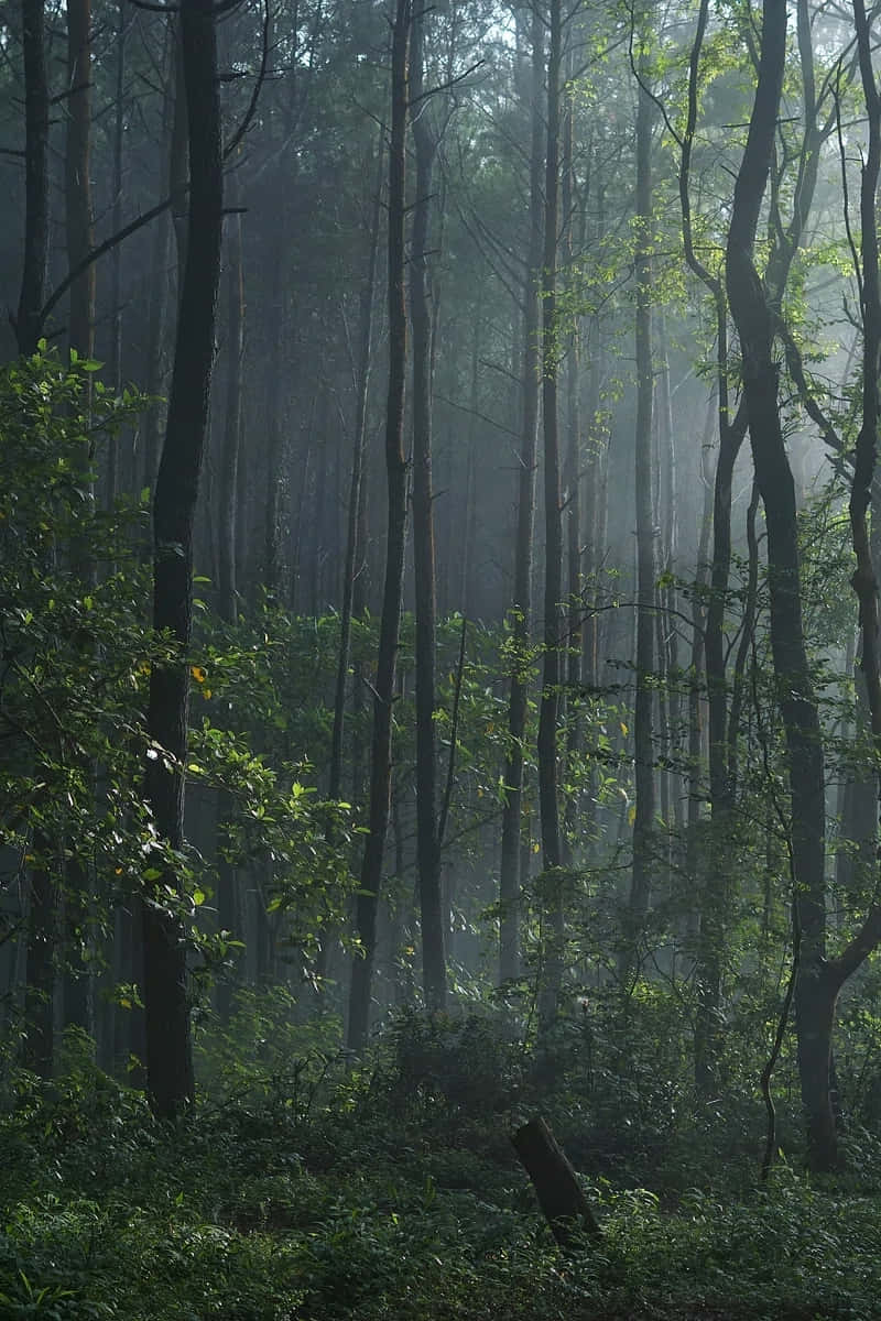 Misty Forest Morning, sunlight, tall trees, SD Phone Wallpaper