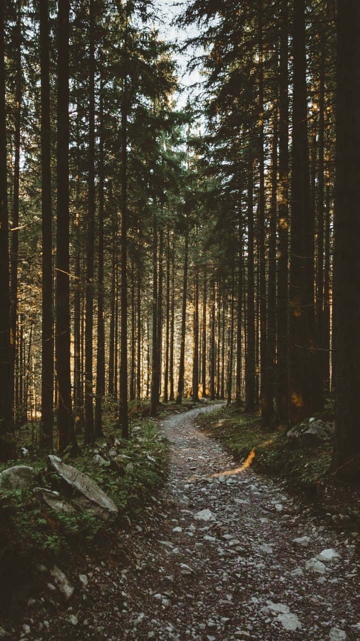 sunlit forest path, stone path, dense forest, HD Phone Wallpaper
