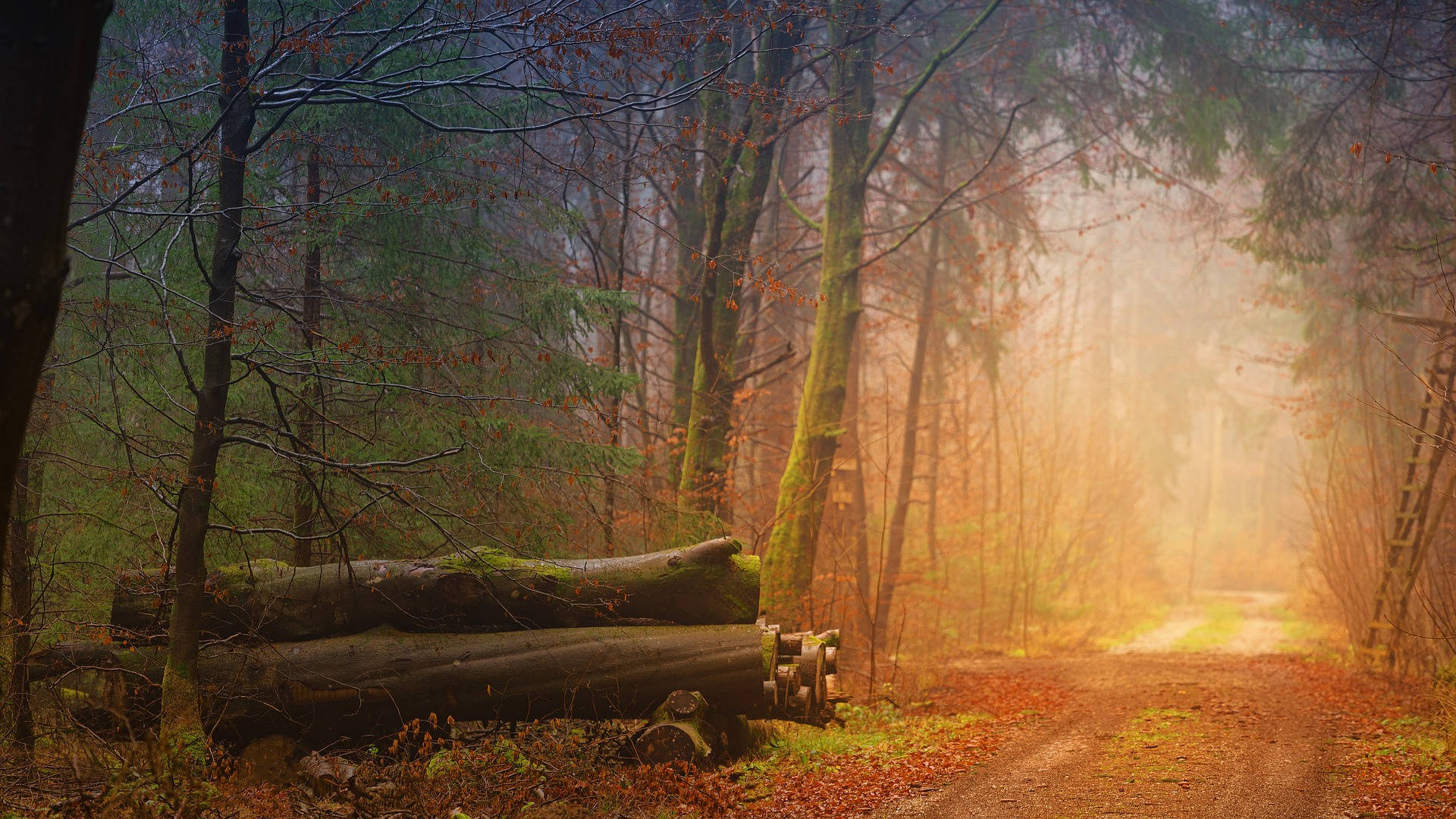 logs, woods, misty forest path, Full HD Desktop Wallpaper