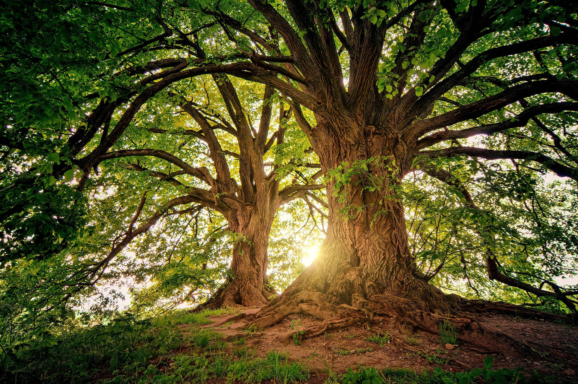 Two Old Trees, woods, ancient tree, Full HD Desktop Wallpaper