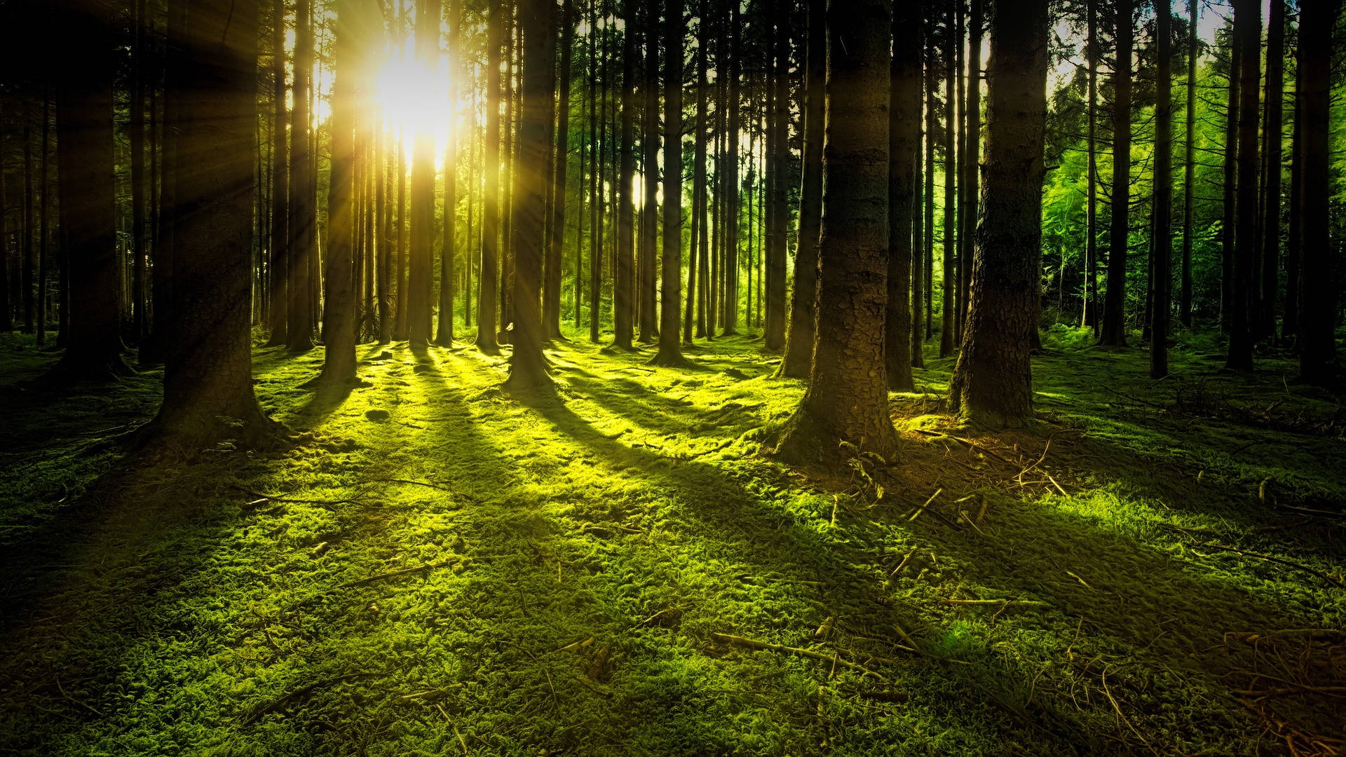 mossy ground, woods, sunlight, Full HD Desktop Wallpaper