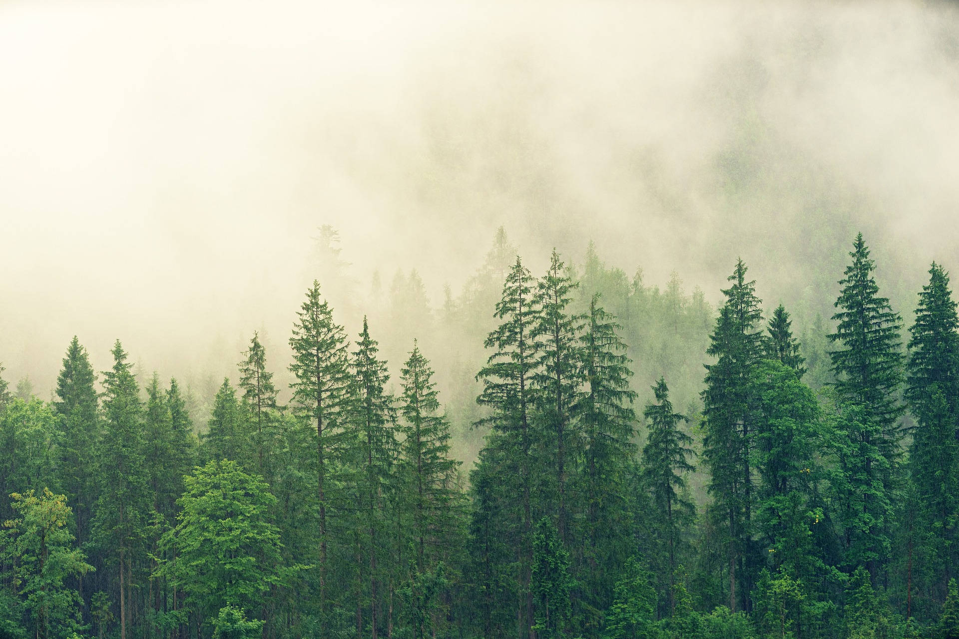 tall evergreen trees, dense forest, misty morning, Full HD Desktop Wallpaper