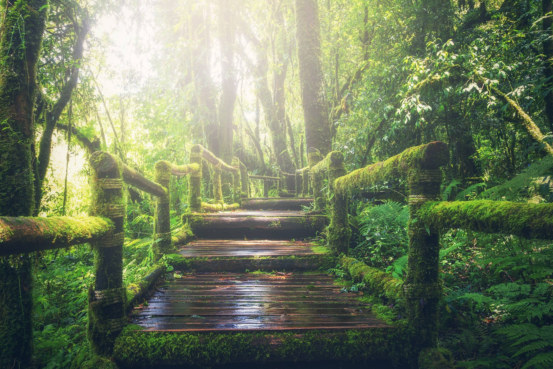 wooden walkway, woods, sunlight, Full HD Desktop Wallpaper