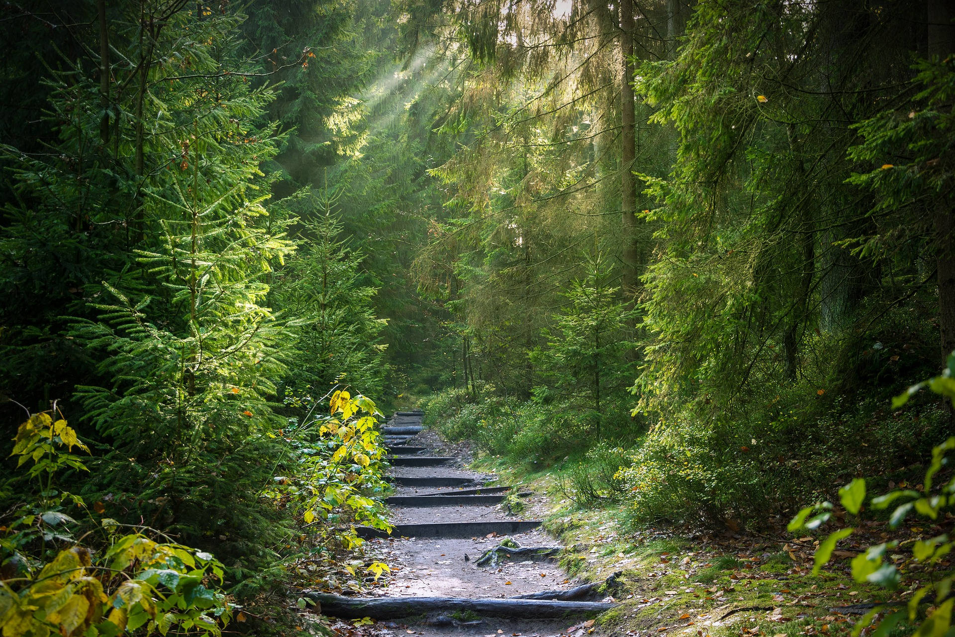 Sunlight, dense green trees, stone path, Full HD Desktop Wallpaper