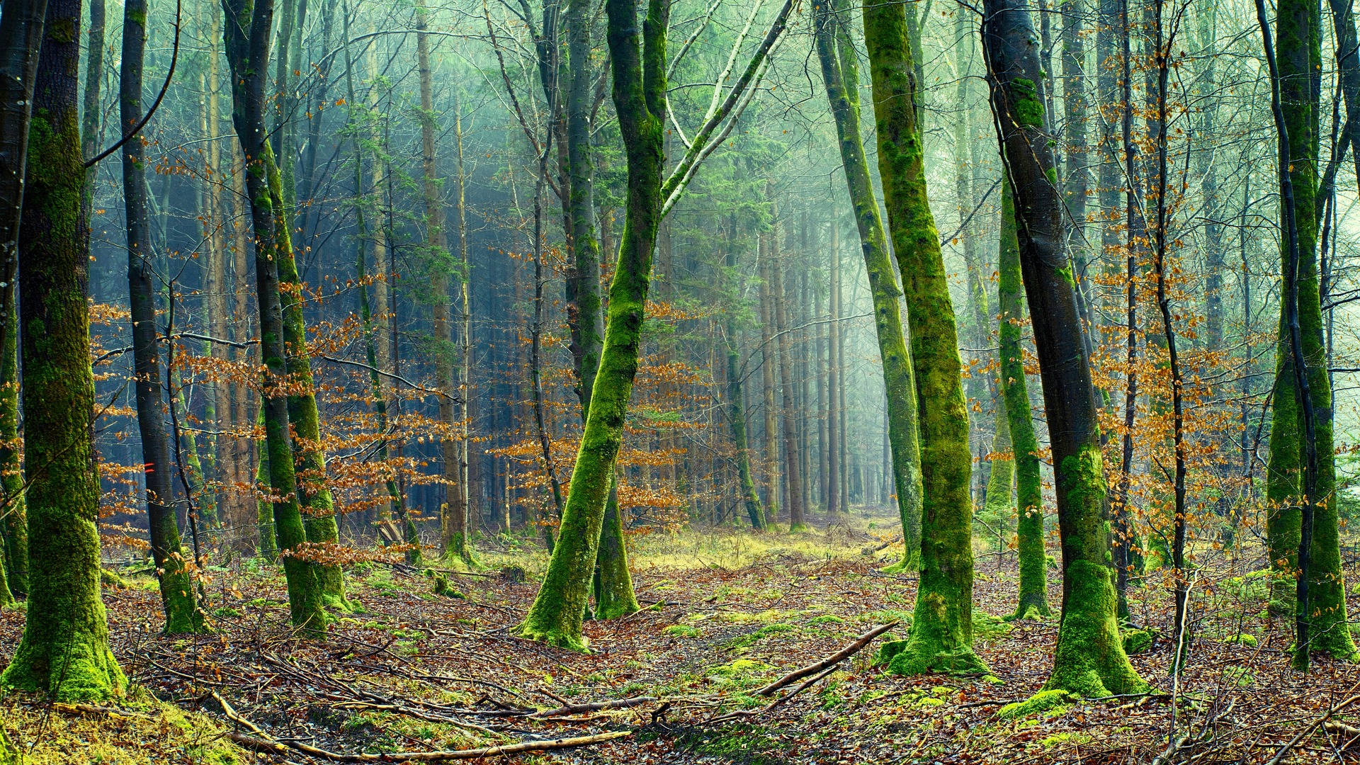 mossy trees, forest, moss-covered trees, Full HD Desktop Wallpaper
