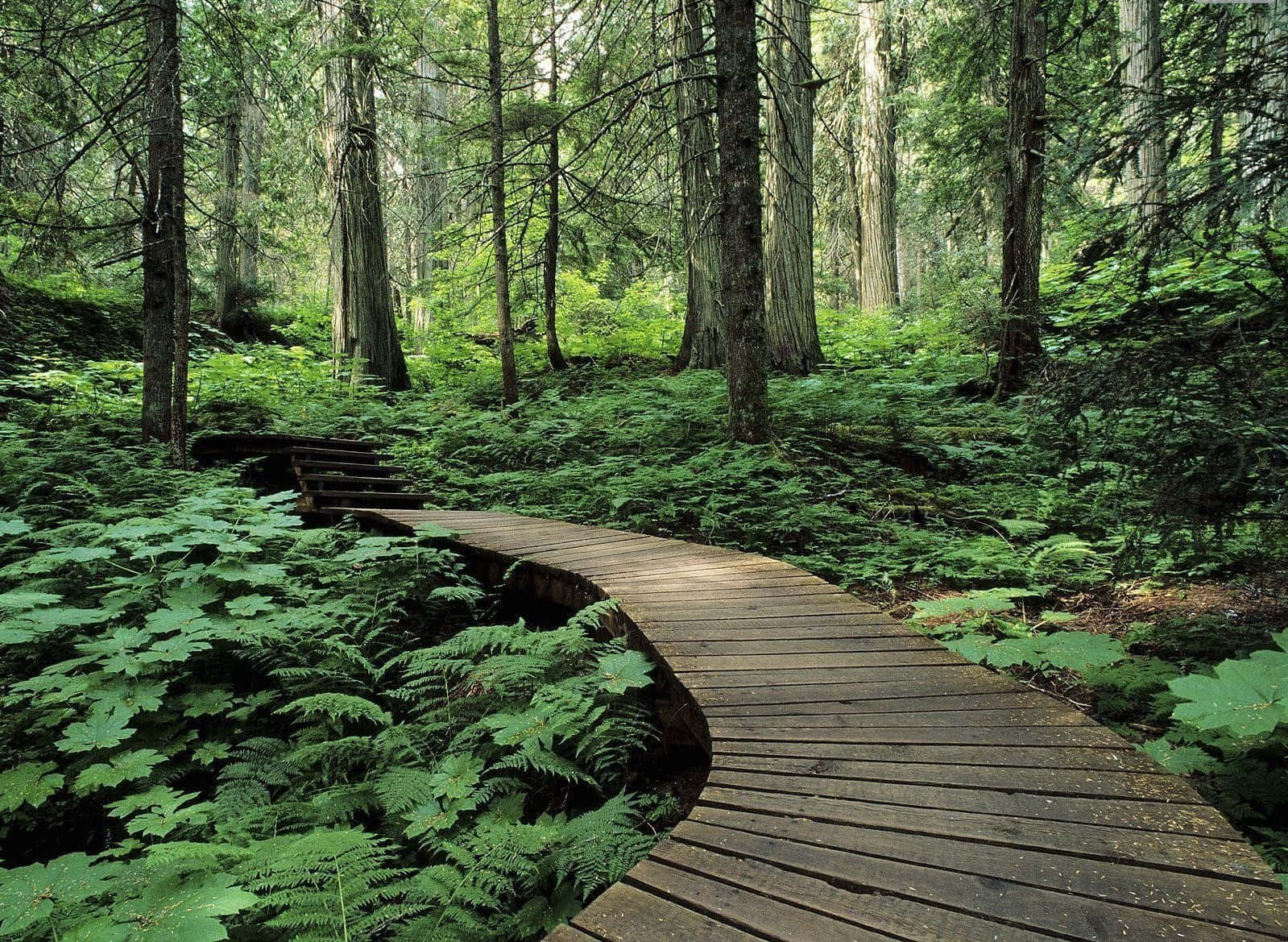 forest, wooden boardwalk, lush green forest, HD Desktop Wallpaper