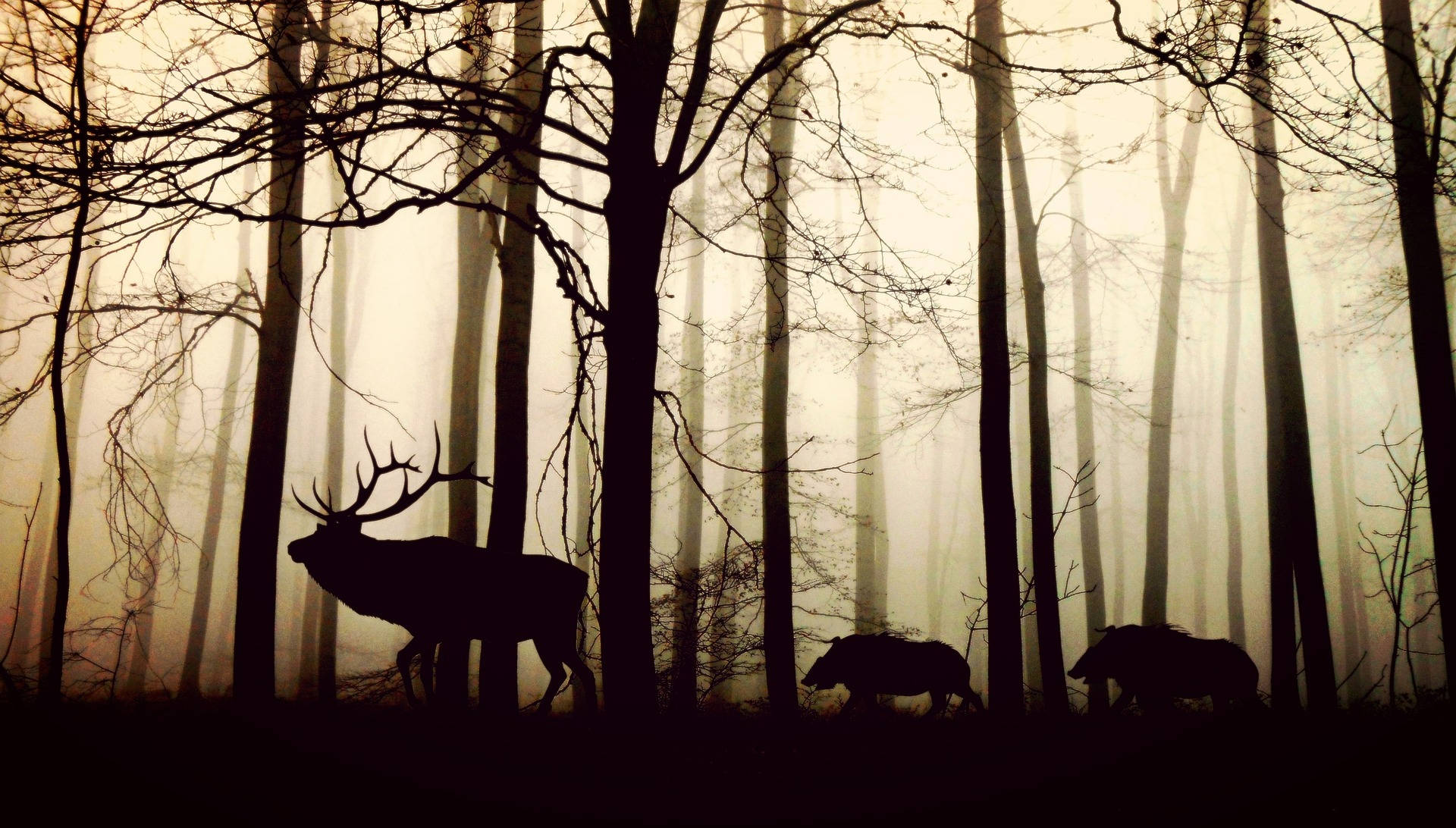 deer, wild boars, misty forest, Full HD Desktop Wallpaper
